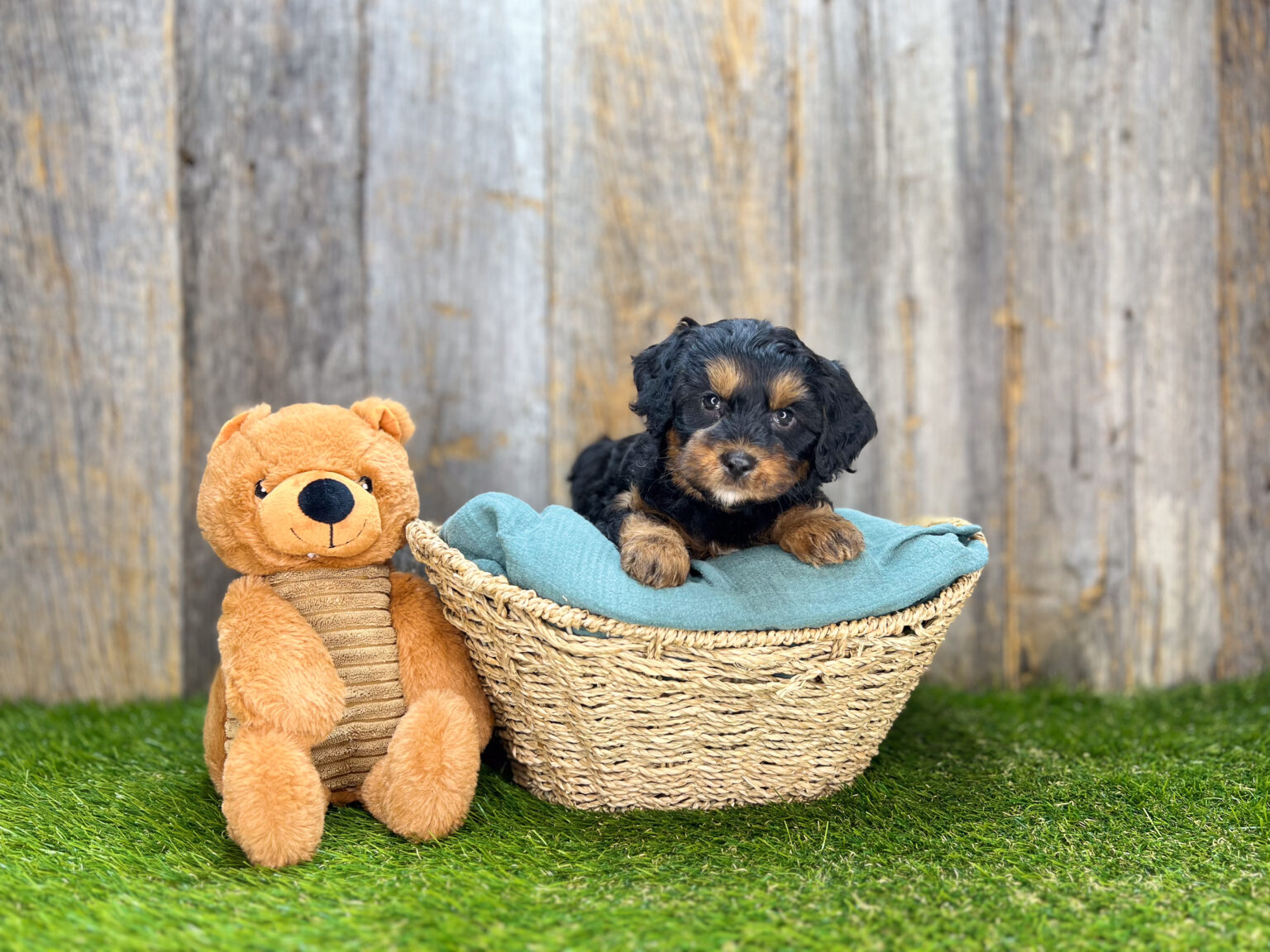 I am just a tiny baby and would love to join your family soon! Of course, you can’t see how cute and curly I will be when I get older, so the Dog Club will send updated photos when I am about 6 to 7 weeks old, if you choose to adopt me. Infant puppy deposits are refundable or transferrable.