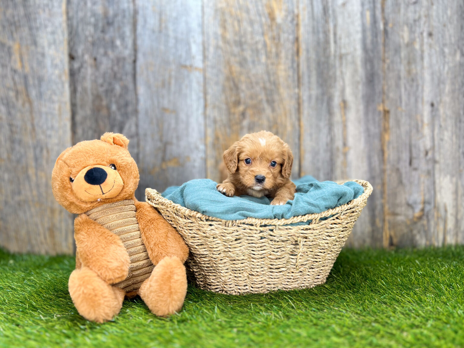 I am just a tiny baby and would love to join your family soon! Of course, you can’t see how cute and curly I will be when I get older, so the Dog Club will send updated photos when I am about 6 to 7 weeks old, if you choose to adopt me. Infant puppy deposits are refundable or transferrable.