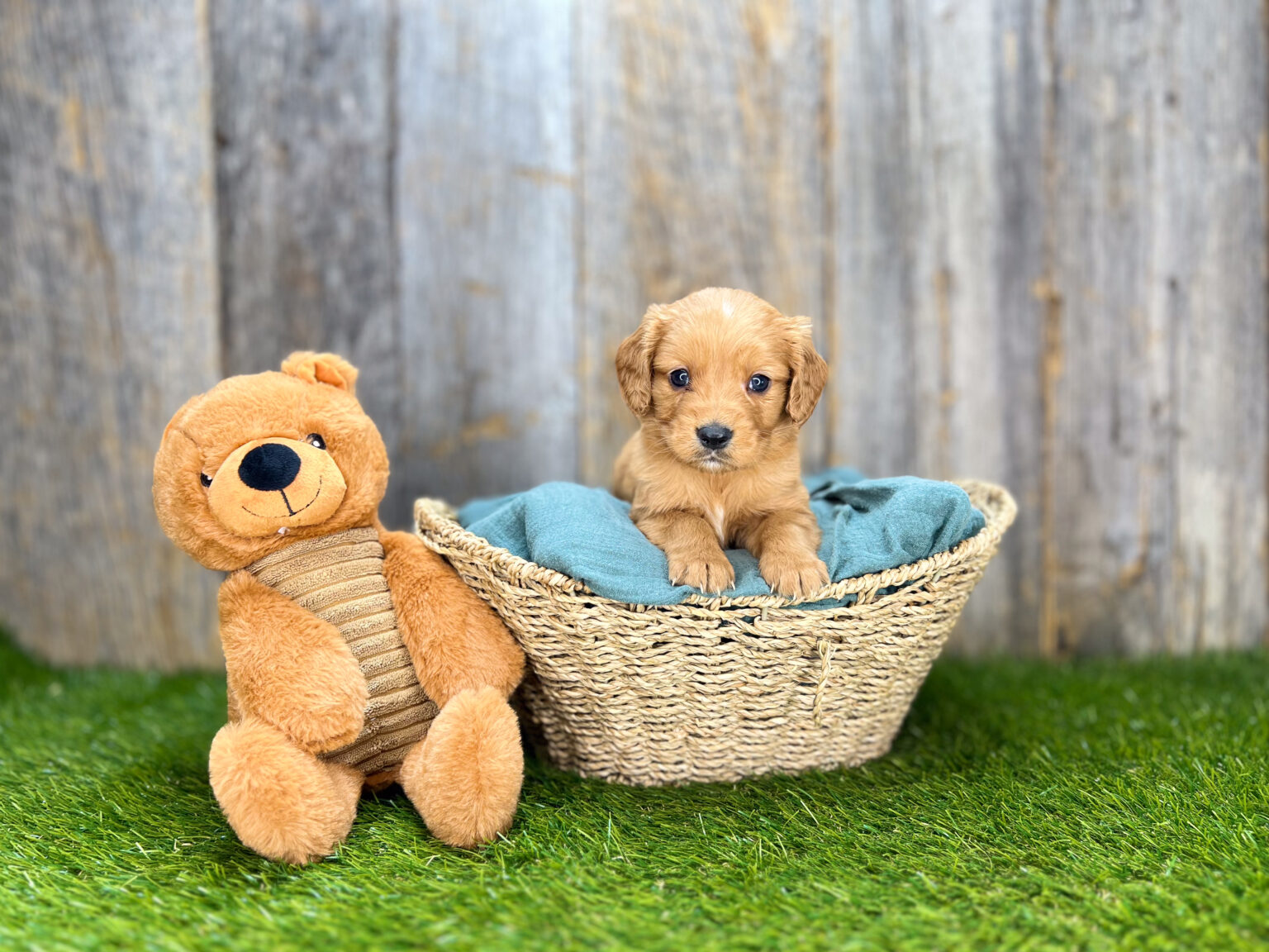 I am just a tiny baby and would love to join your family soon! Of course, you can’t see how cute and curly I will be when I get older, so the Dog Club will send updated photos when I am about 6 to 7 weeks old, if you choose to adopt me. Infant puppy deposits are refundable or transferrable.