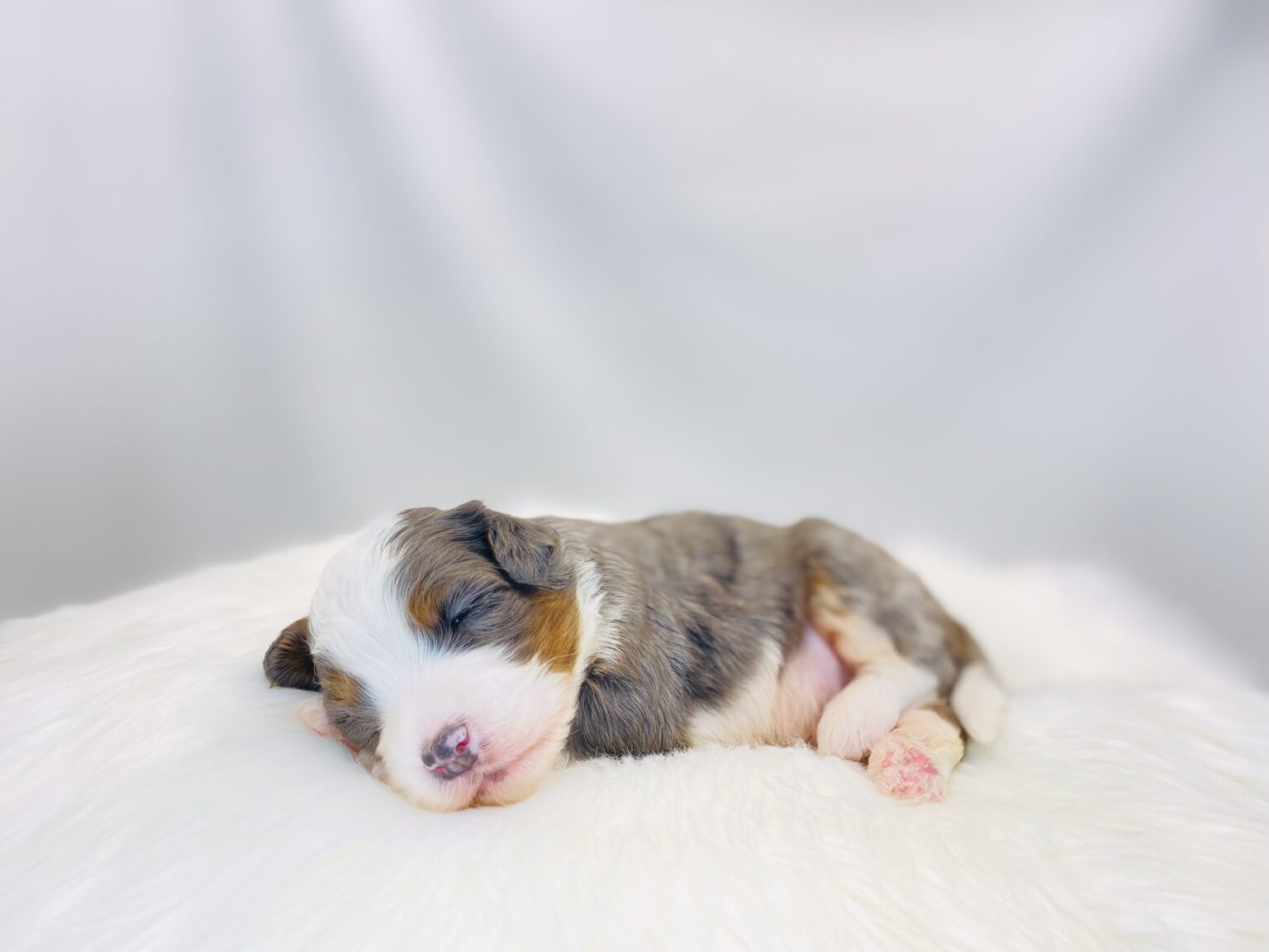 I am just a tiny baby and would love to join your family soon! Of course, you can’t see how cute and curly I will be when I get older, so the Dog Club will send updated photos when I am about 6 to 7 weeks old, if you choose to adopt me. Infant puppy deposits are refundable or transferrable.