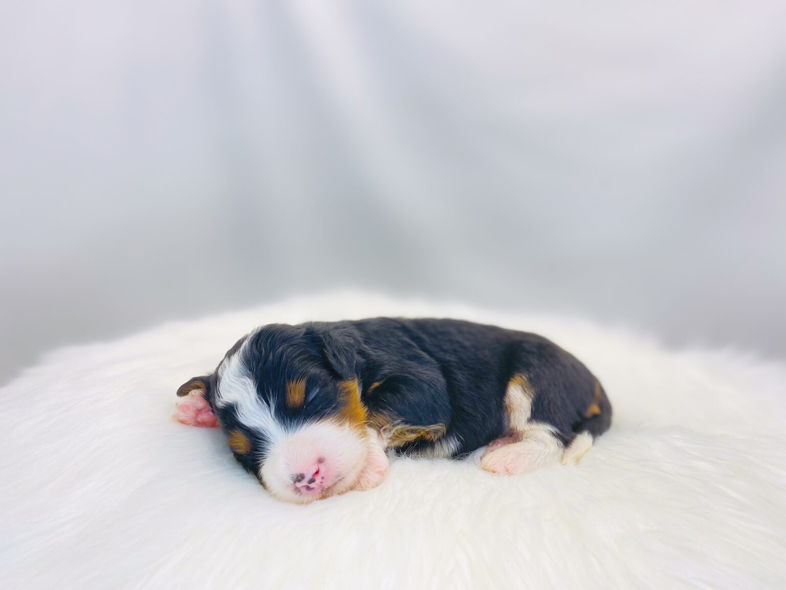 I am just a tiny baby and would love to join your family soon! Of course, you can’t see how cute and curly I will be when I get older, so the Dog Club will send updated photos when I am about 6 to 7 weeks old, if you choose to adopt me. Infant puppy deposits are refundable or transferrable.