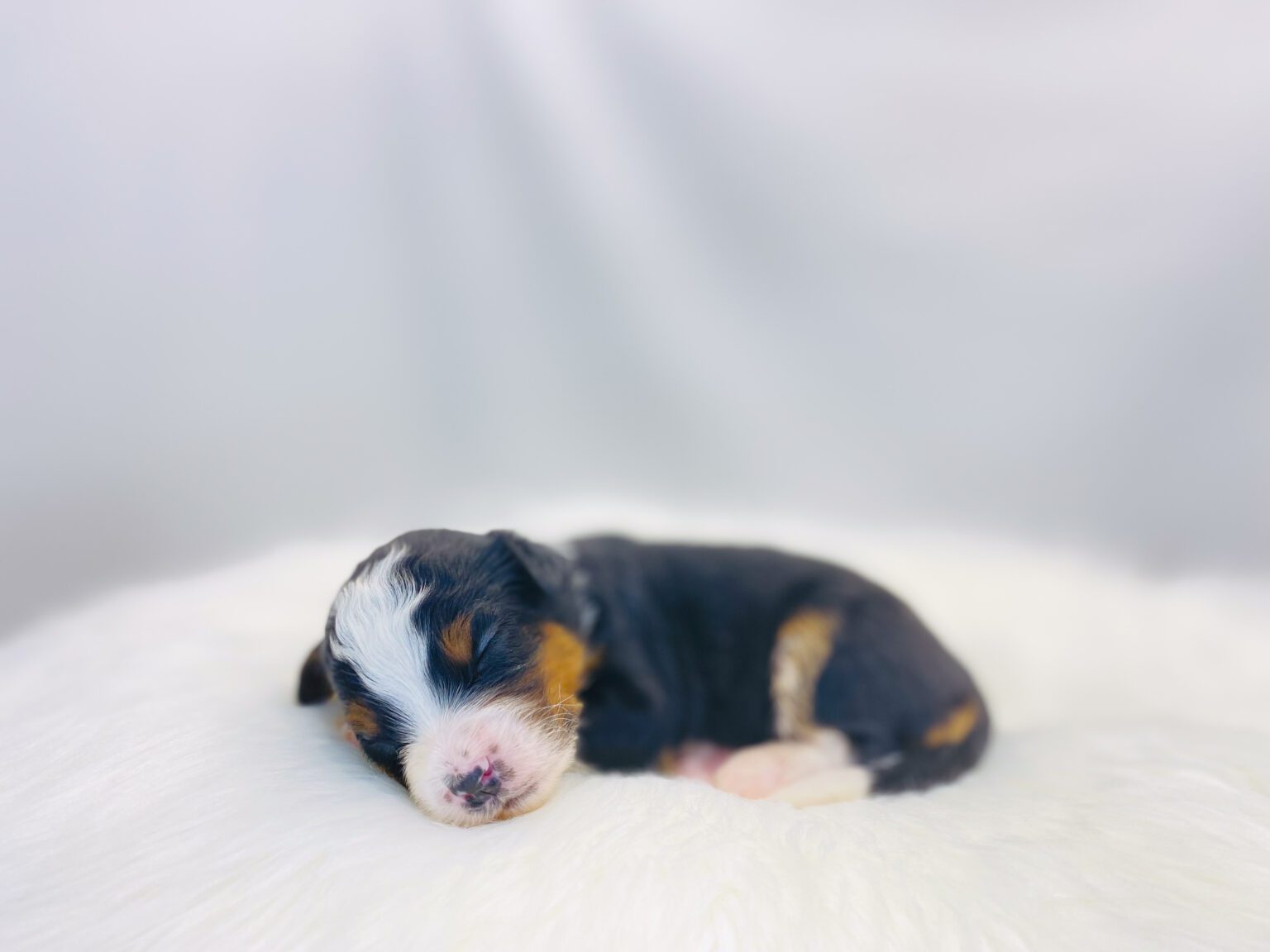 I am just a tiny baby and would love to join your family soon! Of course, you can’t see how cute and curly I will be when I get older, so the Dog Club will send updated photos when I am about 6 to 7 weeks old, if you choose to adopt me. Infant puppy deposits are refundable or transferrable.