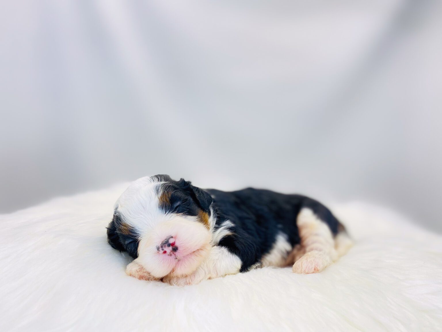 I am just a tiny baby and would love to join your family soon! Of course, you can’t see how cute and curly I will be when I get older, so the Dog Club will send updated photos when I am about 6 to 7 weeks old, if you choose to adopt me. Infant puppy deposits are refundable or transferrable.