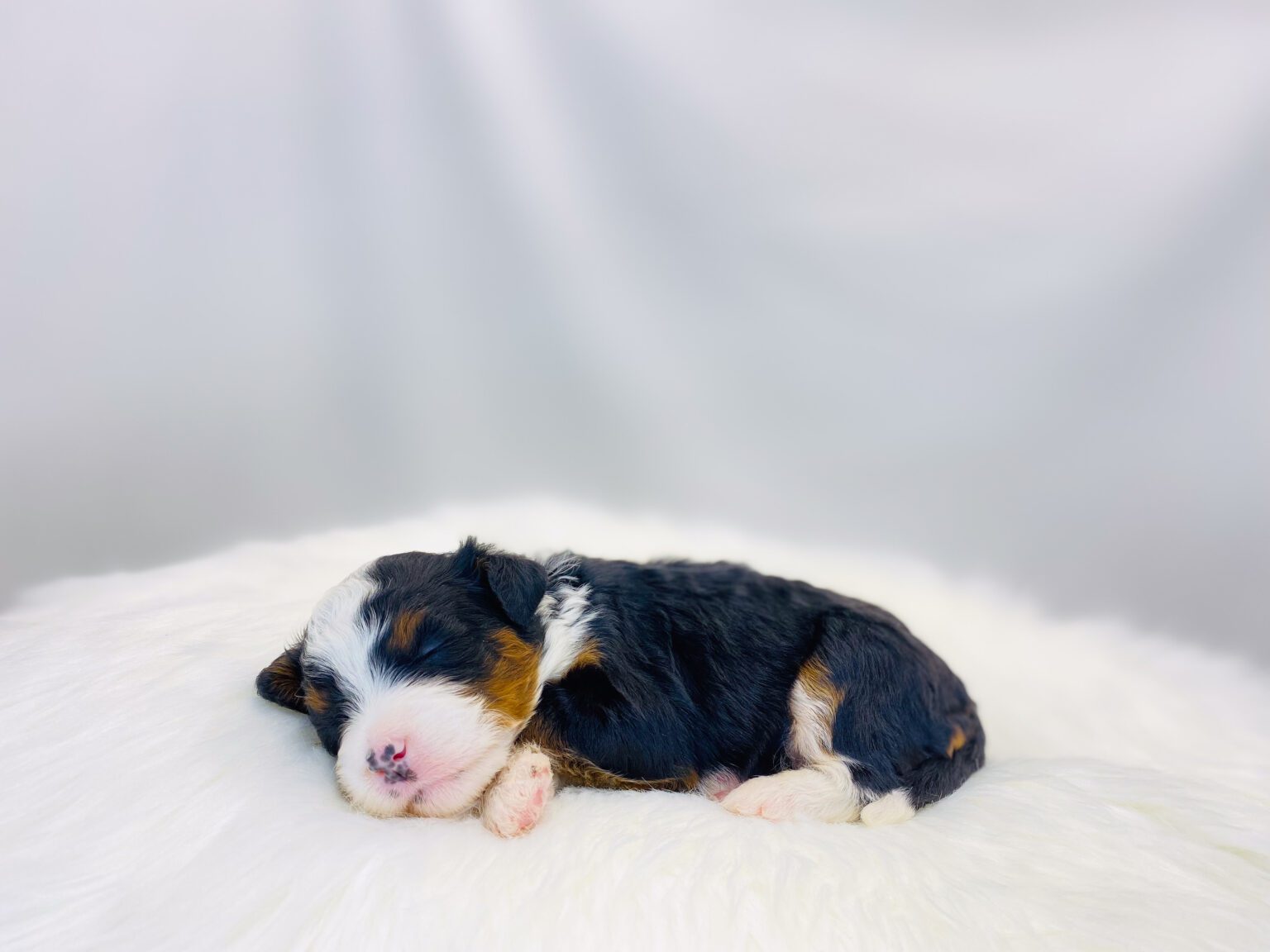 I am just a tiny baby and would love to join your family soon! Of course, you can’t see how cute and curly I will be when I get older, so the Dog Club will send updated photos when I am about 6 to 7 weeks old, if you choose to adopt me. Infant puppy deposits are refundable or transferrable.