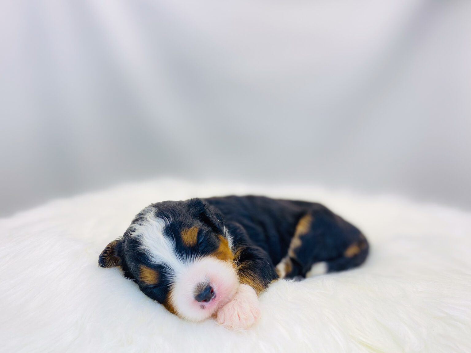 I am just a tiny baby and would love to join your family soon! Of course, you can’t see how cute and curly I will be when I get older, so the Dog Club will send updated photos when I am about 6 to 7 weeks old, if you choose to adopt me. Infant puppy deposits are refundable or transferrable.