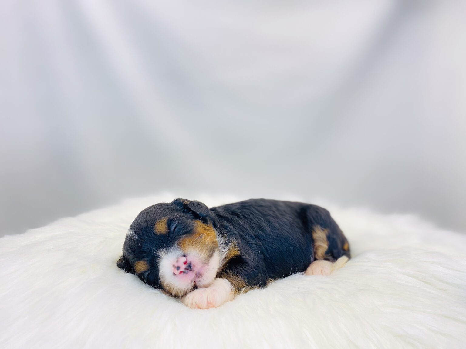 I am just a tiny baby and would love to join your family soon! Of course, you can’t see how cute and curly I will be when I get older, so the Dog Club will send updated photos when I am about 6 to 7 weeks old, if you choose to adopt me. Infant puppy deposits are refundable or transferrable.
