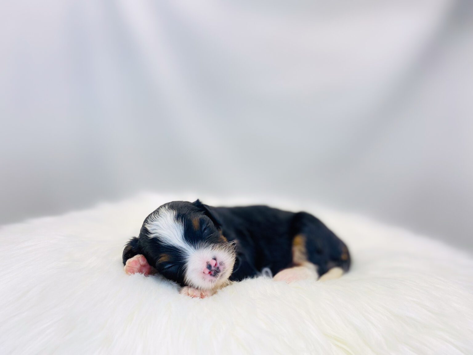 I am just a tiny baby and would love to join your family soon! Of course, you can’t see how cute and curly I will be when I get older, so the Dog Club will send updated photos when I am about 6 to 7 weeks old, if you choose to adopt me. Infant puppy deposits are refundable or transferrable.