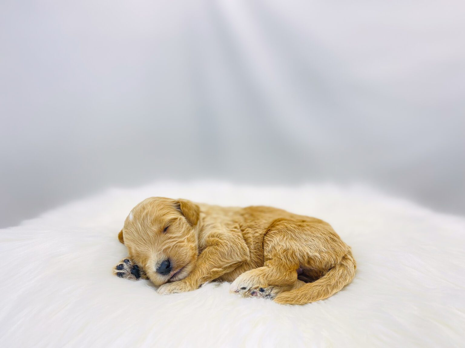 I am just a tiny baby and would love to join your family soon! Of course, you can’t see how cute and curly I will be when I get older, so the Dog Club will send updated photos when I am about 6 to 7 weeks old, if you choose to adopt me. Infant puppy deposits are refundable or transferrable.