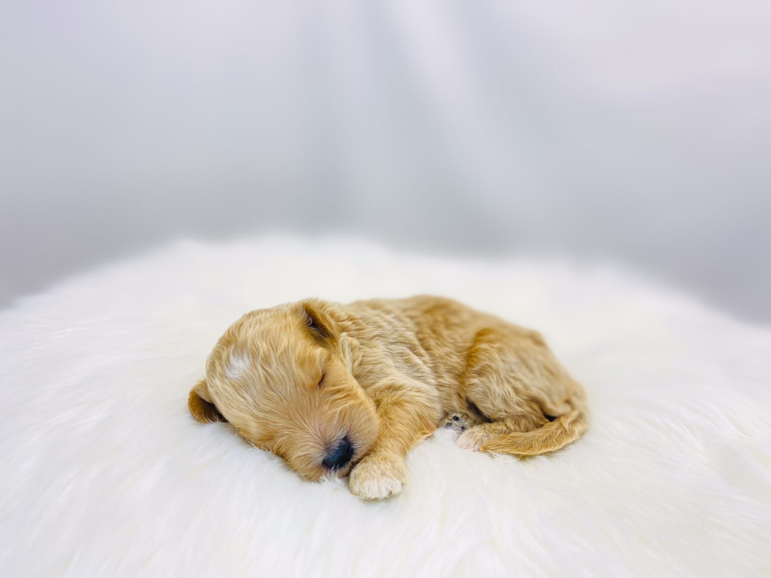 I am just a tiny baby and would love to join your family soon! Of course, you can’t see how cute and curly I will be when I get older, so the Dog Club will send updated photos when I am about 6 to 7 weeks old, if you choose to adopt me. Infant puppy deposits are refundable or transferrable.