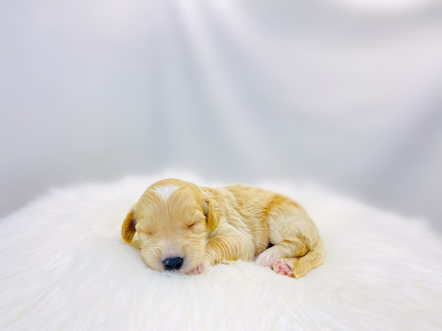 I am just a tiny baby and would love to join your family soon! Of course, you can’t see how cute and curly I will be when I get older, so the Dog Club will send updated photos when I am about 6 to 7 weeks old, if you choose to adopt me. Infant puppy deposits are refundable or transferrable.