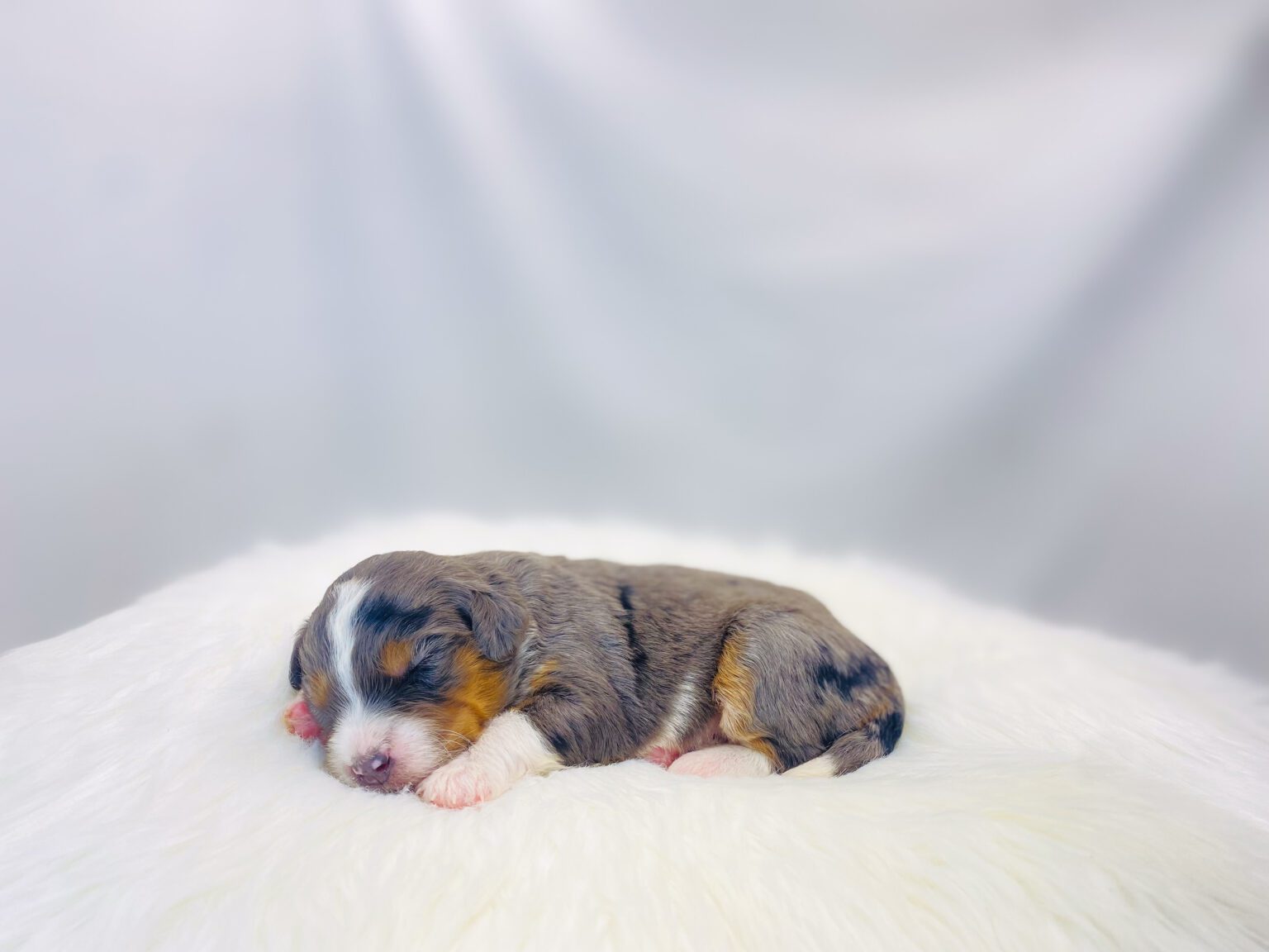 I am just a tiny baby and would love to join your family soon! Of course, you can’t see how cute and curly I will be when I get older, so the Dog Club will send updated photos when I am about 6 to 7 weeks old, if you choose to adopt me. Infant puppy deposits are refundable or transferrable.