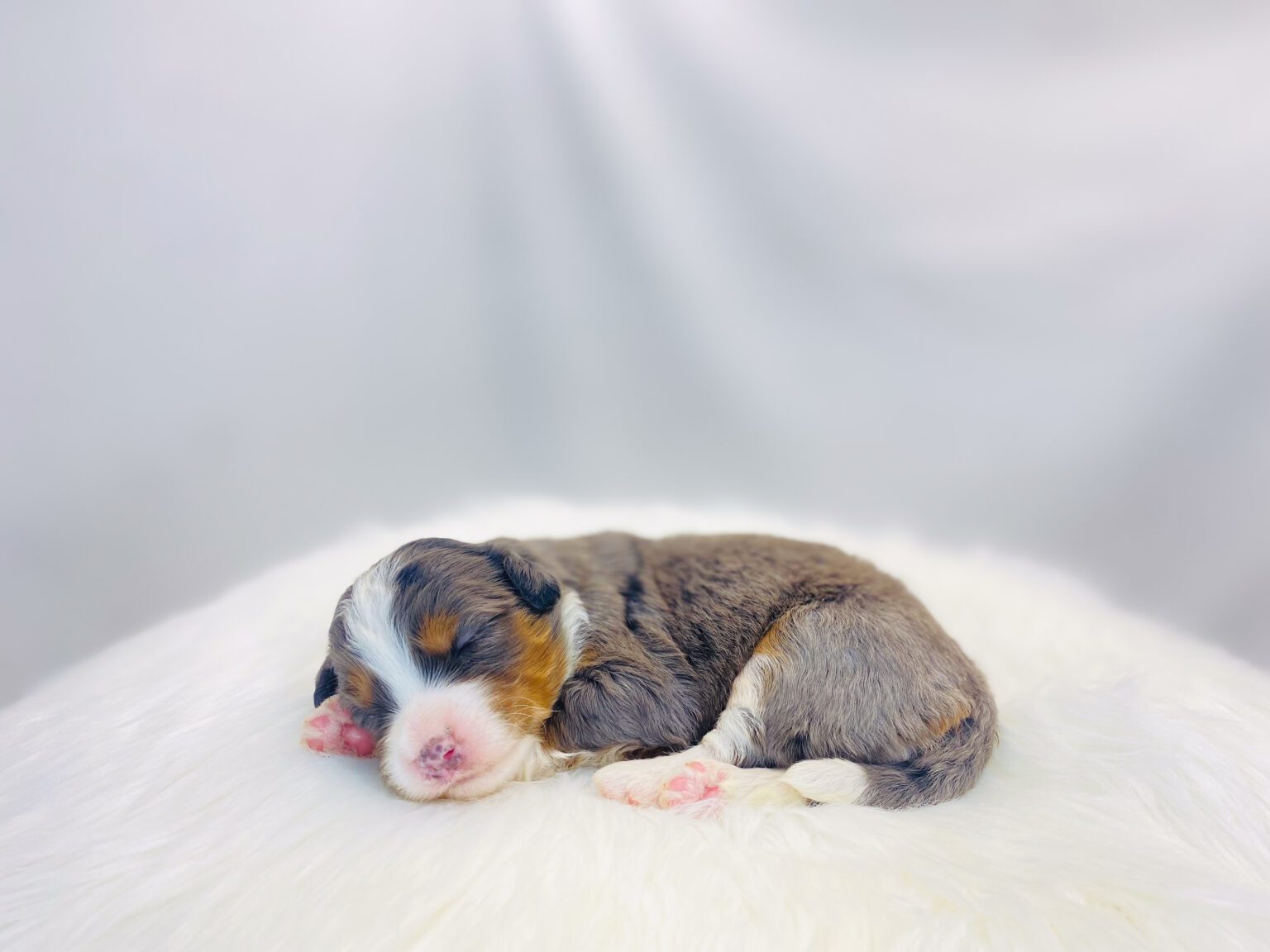 I am just a tiny baby and would love to join your family soon! Of course, you can’t see how cute and curly I will be when I get older, so the Dog Club will send updated photos when I am about 6 to 7 weeks old, if you choose to adopt me. Infant puppy deposits are refundable or transferrable.
