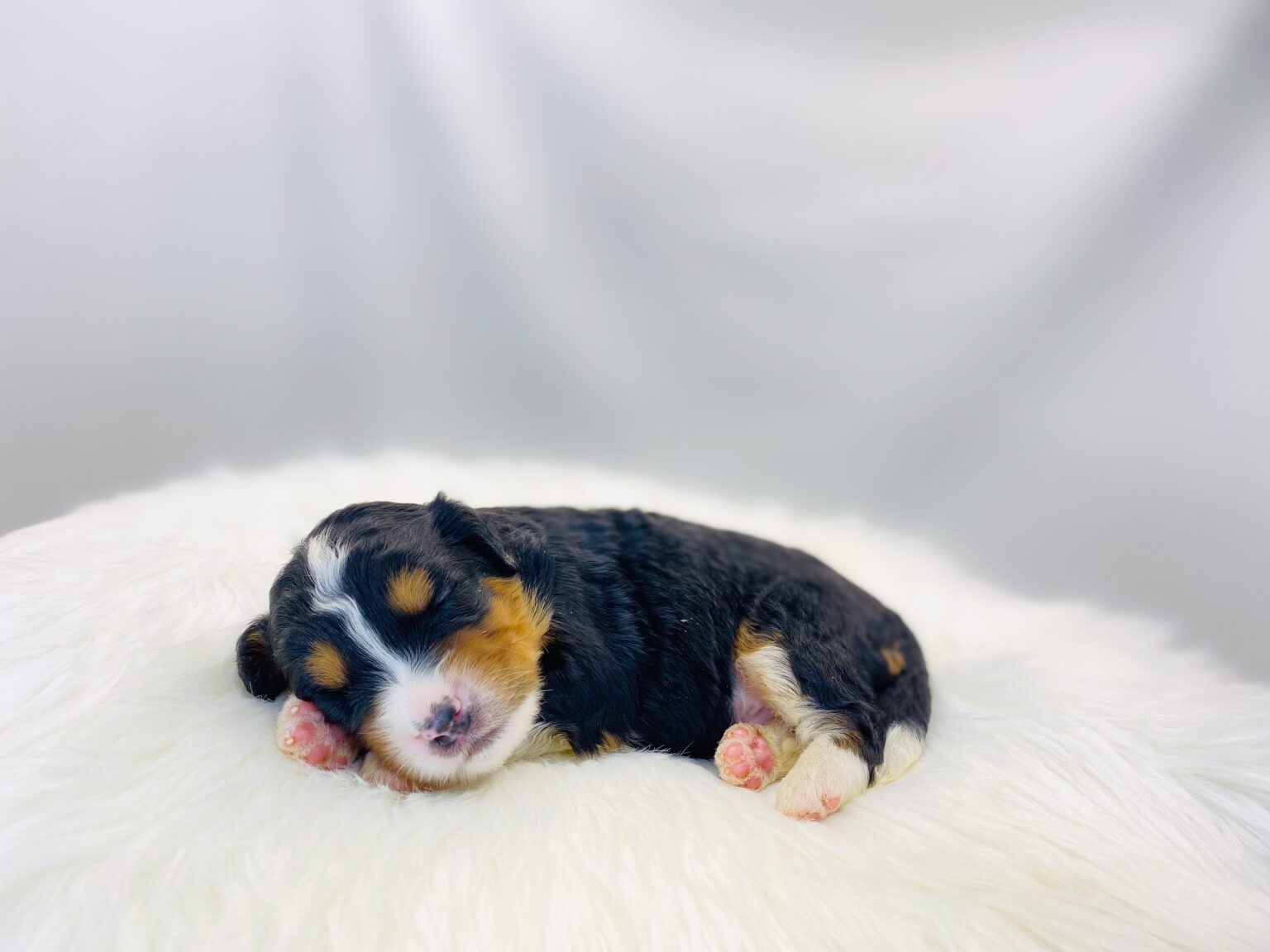 I am just a tiny baby and would love to join your family soon! Of course, you can’t see how cute and curly I will be when I get older, so the Dog Club will send updated photos when I am about 6 to 7 weeks old, if you choose to adopt me. Infant puppy deposits are refundable or transferrable.