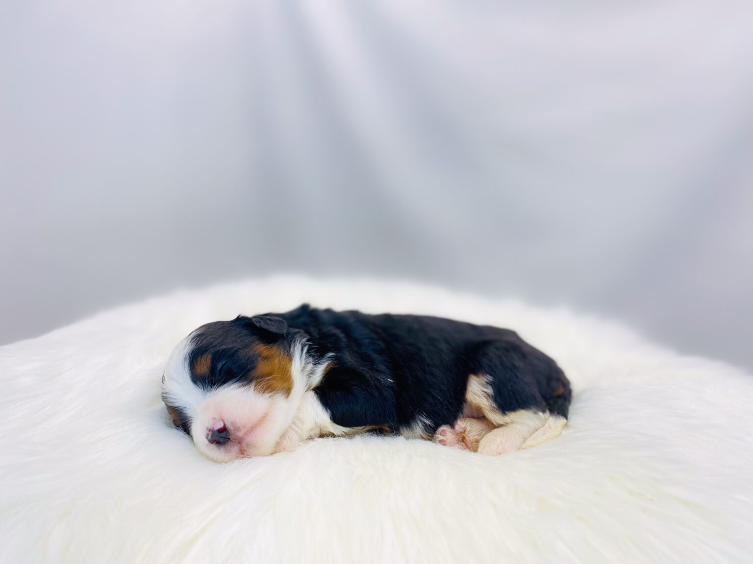 I am just a tiny baby and would love to join your family soon! Of course, you can’t see how cute and curly I will be when I get older, so the Dog Club will send updated photos when I am about 6 to 7 weeks old, if you choose to adopt me. Infant puppy deposits are refundable or transferrable.