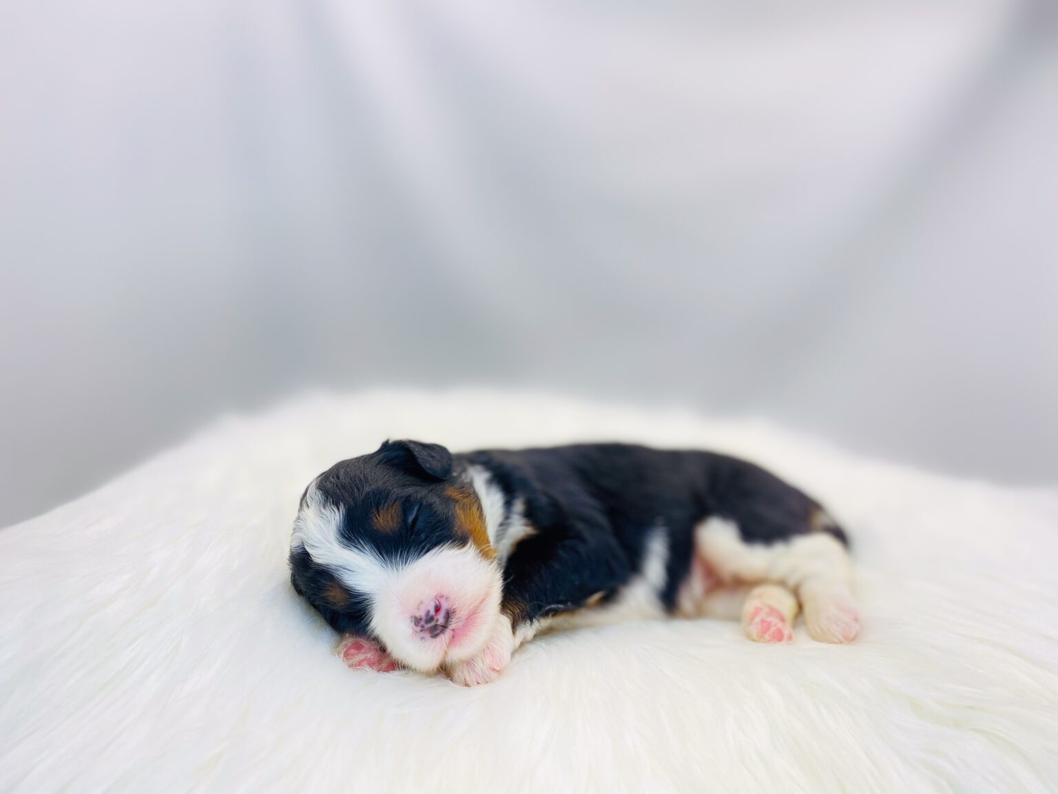 I am just a tiny baby and would love to join your family soon! Of course, you can’t see how cute and curly I will be when I get older, so the Dog Club will send updated photos when I am about 6 to 7 weeks old, if you choose to adopt me. Infant puppy deposits are refundable or transferrable.