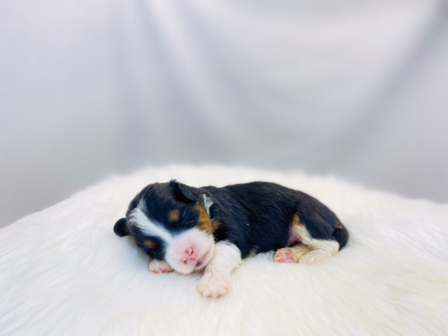 I am just a tiny baby and would love to join your family soon! Of course, you can’t see how cute and curly I will be when I get older, so the Dog Club will send updated photos when I am about 6 to 7 weeks old, if you choose to adopt me. Infant puppy deposits are refundable or transferrable.