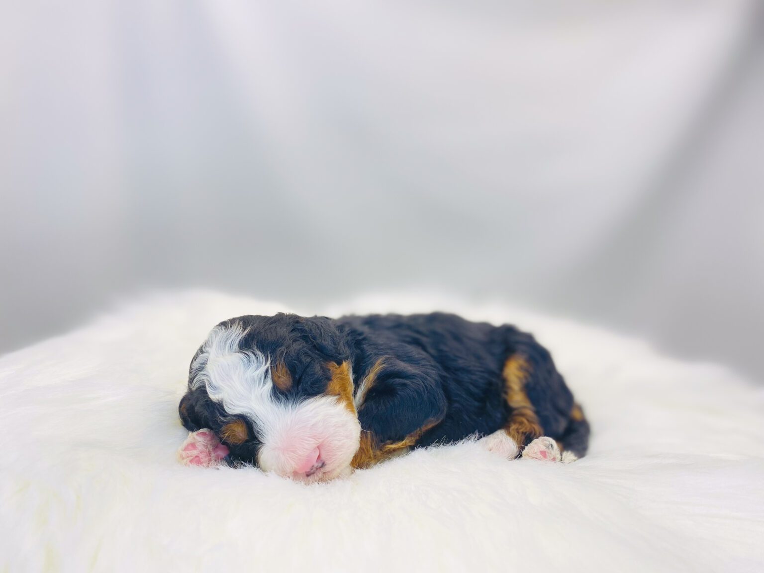 I am just a tiny baby and would love to join your family soon! Of course, you can’t see how cute and curly I will be when I get older, so the Dog Club will send updated photos when I am about 6 to 7 weeks old, if you choose to adopt me. Infant puppy deposits are refundable or transferrable.