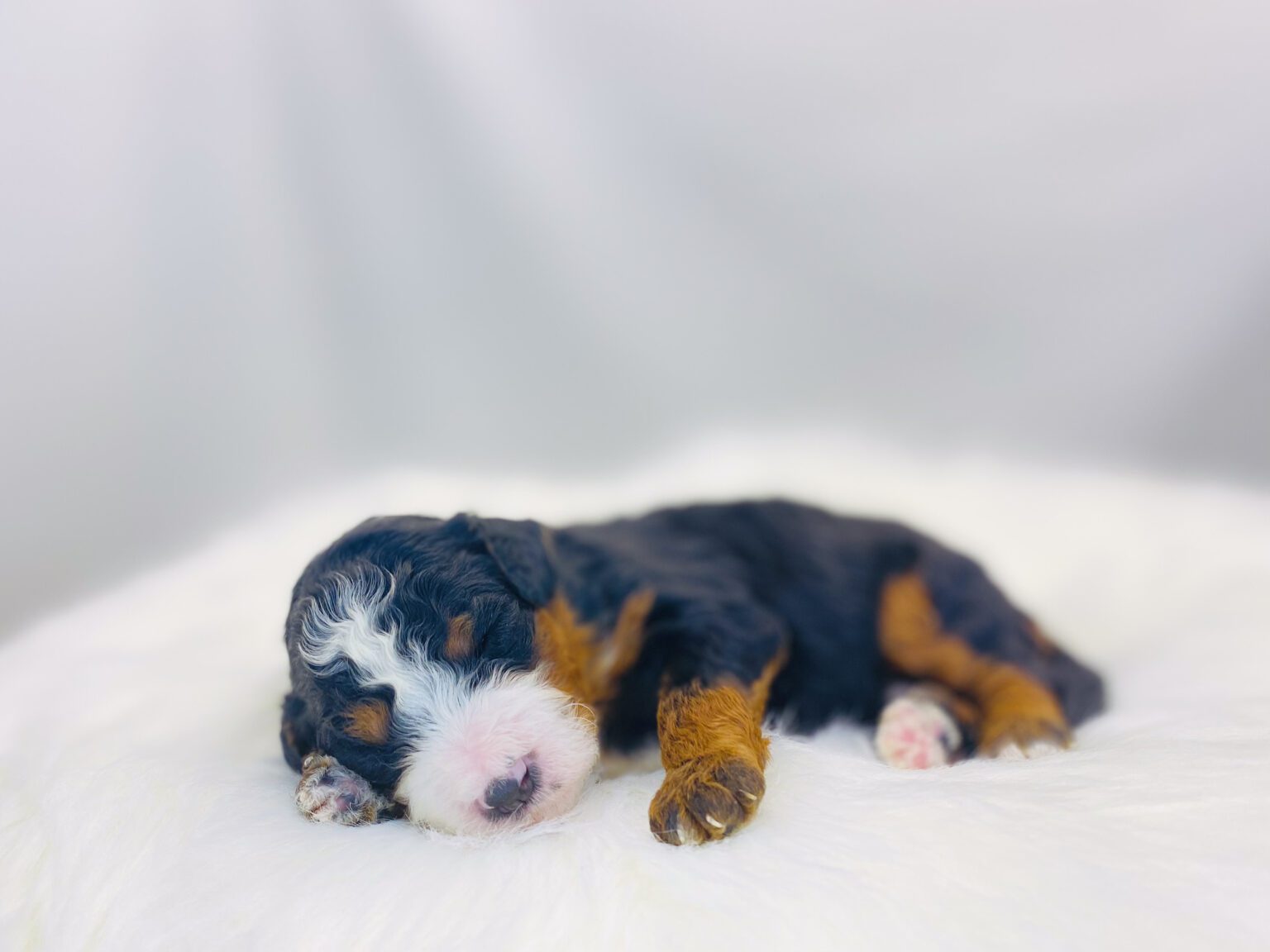 I am just a tiny baby and would love to join your family soon! Of course, you can’t see how cute and curly I will be when I get older, so the Dog Club will send updated photos when I am about 6 to 7 weeks old, if you choose to adopt me. Infant puppy deposits are refundable or transferrable.