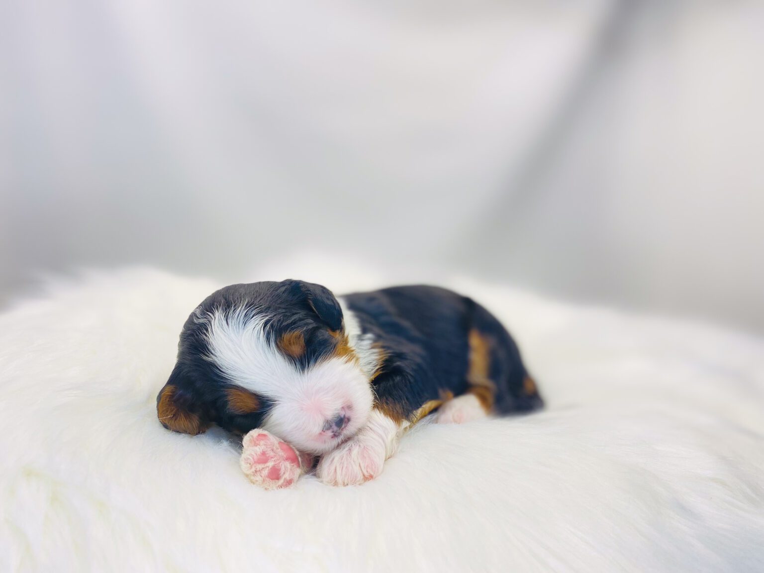 I am just a tiny baby and would love to join your family soon! Of course, you can’t see how cute and curly I will be when I get older, so the Dog Club will send updated photos when I am about 6 to 7 weeks old, if you choose to adopt me. Infant puppy deposits are refundable or transferrable.