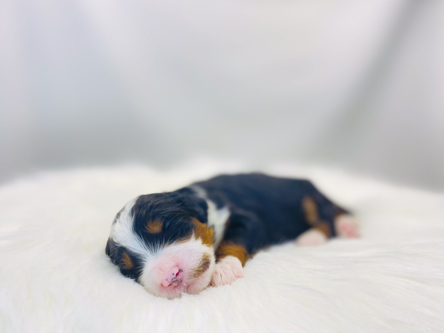 I am just a tiny baby and would love to join your family soon! Of course, you can’t see how cute and curly I will be when I get older, so the Dog Club will send updated photos when I am about 6 to 7 weeks old, if you choose to adopt me. Infant puppy deposits are refundable or transferrable.