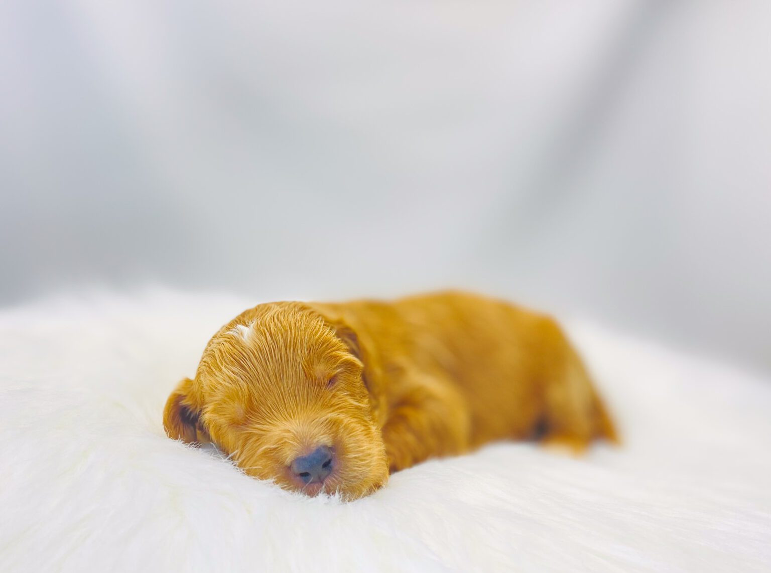 I am just a tiny baby and would love to join your family soon! Of course, you can’t see how cute and curly I will be when I get older, so the Dog Club will send updated photos when I am about 6 to 7 weeks old, if you choose to adopt me. Infant puppy deposits are refundable or transferrable.