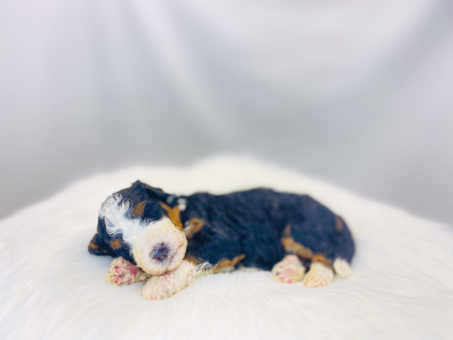 I am just a tiny baby and would love to join your family soon! Of course, you can’t see how cute and curly I will be when I get older, so the Dog Club will send updated photos when I am about 6 to 7 weeks old, if you choose to adopt me. Infant puppy deposits are refundable or transferrable.