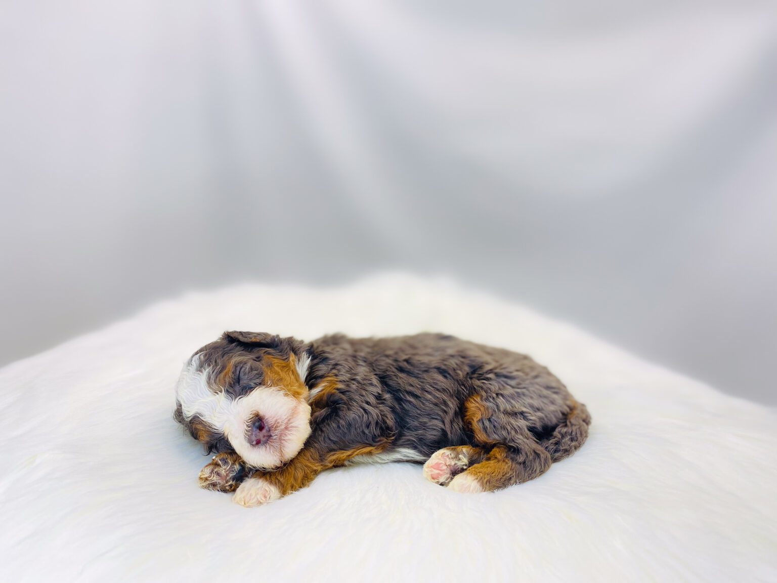 I am just a tiny baby and would love to join your family soon! Of course, you can’t see how cute and curly I will be when I get older, so the Dog Club will send updated photos when I am about 6 to 7 weeks old, if you choose to adopt me. Infant puppy deposits are refundable or transferrable.
