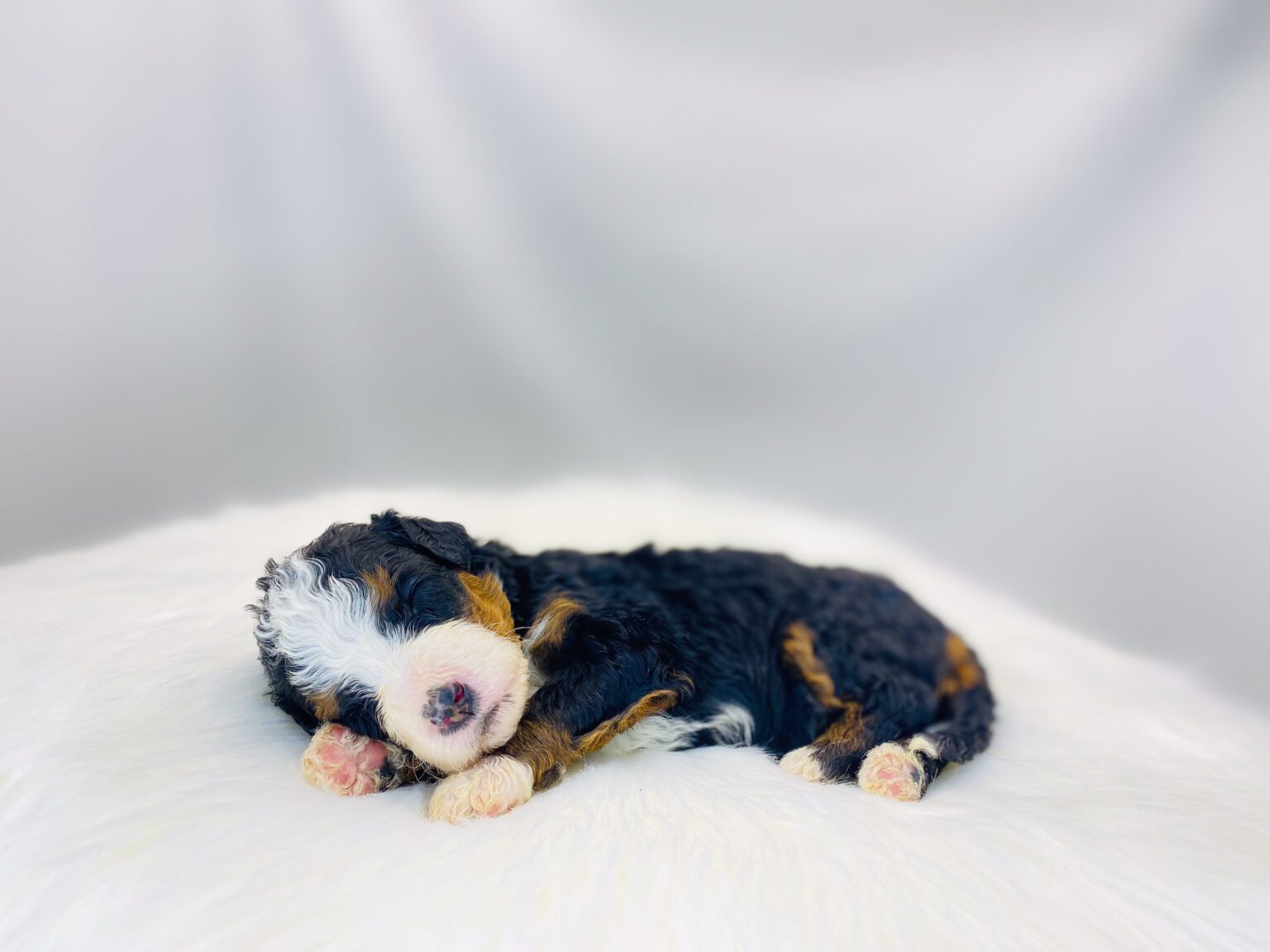 I am just a tiny baby and would love to join your family soon! Of course, you can’t see how cute and curly I will be when I get older, so the Dog Club will send updated photos when I am about 6 to 7 weeks old, if you choose to adopt me. Infant puppy deposits are refundable or transferrable.