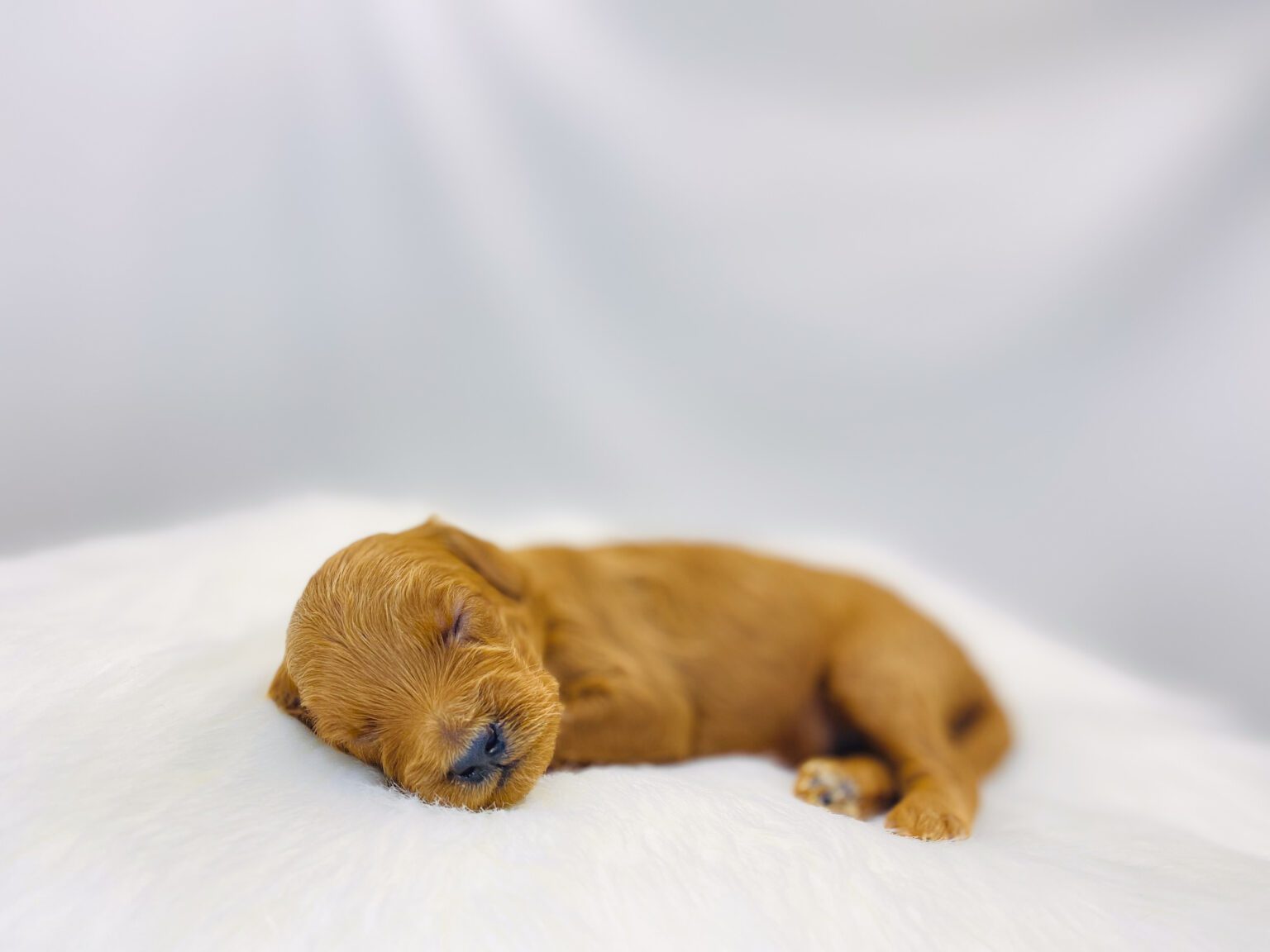 I am just a tiny baby and would love to join your family soon! Of course, you can’t see how cute and curly I will be when I get older, so the Dog Club will send updated photos when I am about 6 to 7 weeks old, if you choose to adopt me. Infant puppy deposits are refundable or transferrable.