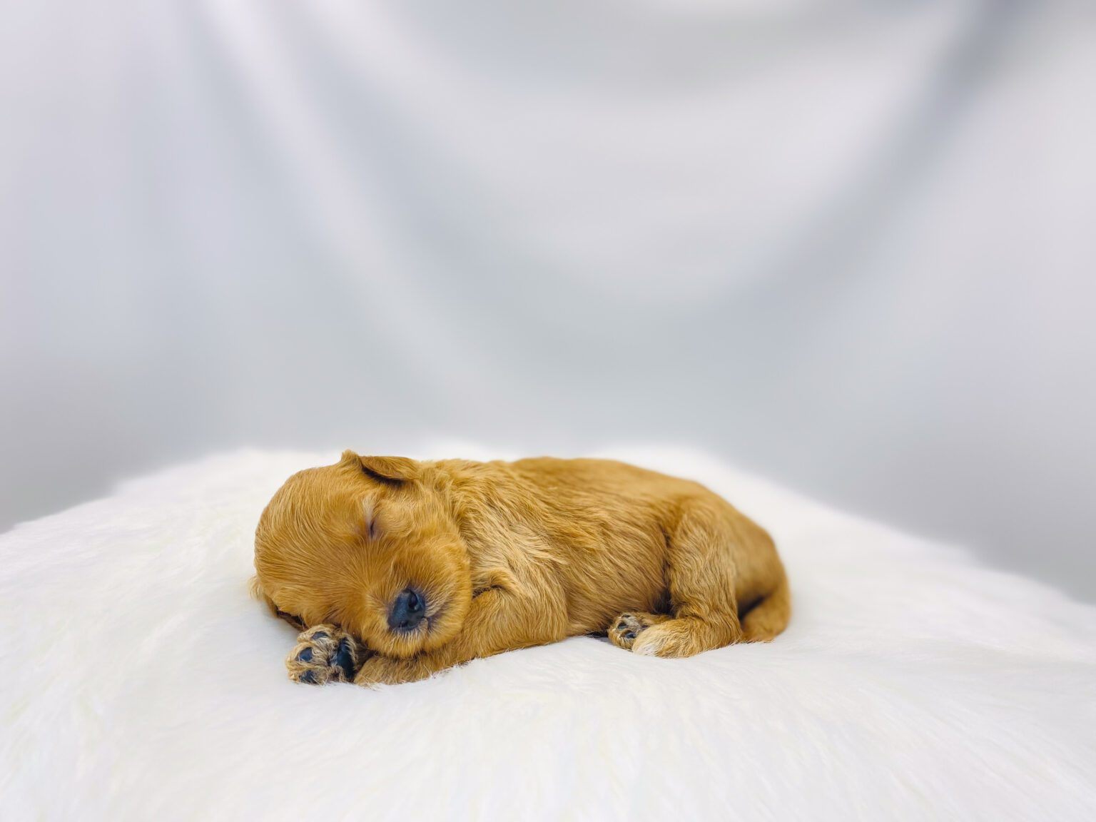 I am just a tiny baby and would love to join your family soon! Of course, you can’t see how cute and curly I will be when I get older, so the Dog Club will send updated photos when I am about 6 to 7 weeks old, if you choose to adopt me. Infant puppy deposits are refundable or transferrable.