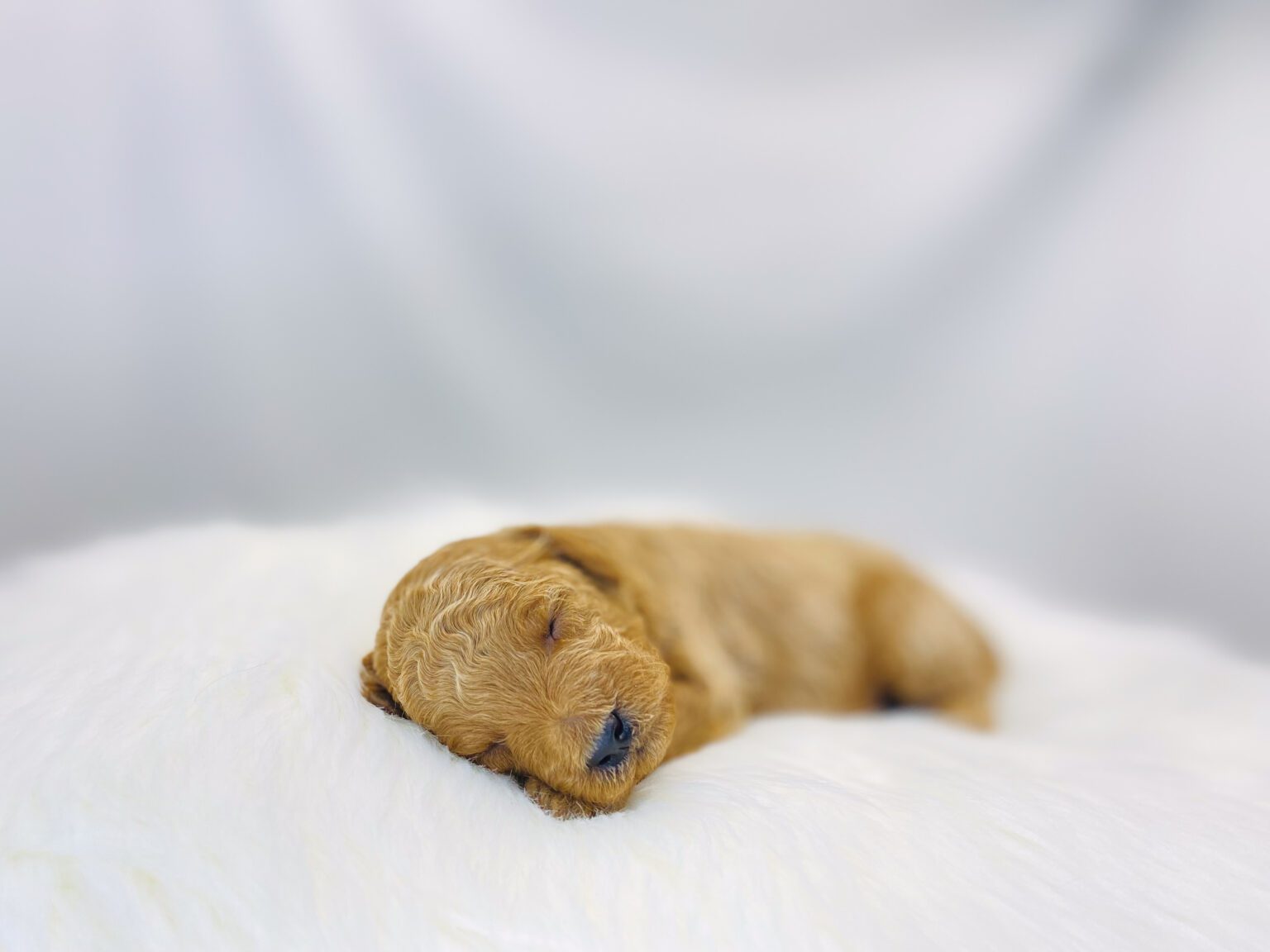 I am just a tiny baby and would love to join your family soon! Of course, you can’t see how cute and curly I will be when I get older, so the Dog Club will send updated photos when I am about 6 to 7 weeks old, if you choose to adopt me. Infant puppy deposits are refundable or transferrable.