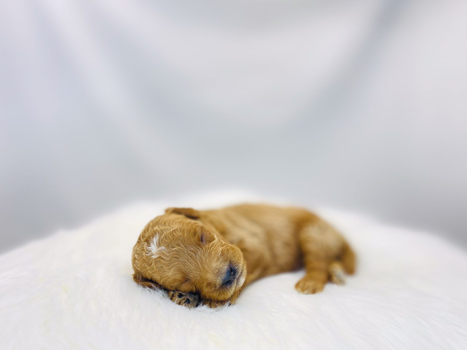 I am just a tiny baby and would love to join your family soon! Of course, you can’t see how cute and curly I will be when I get older, so the Dog Club will send updated photos when I am about 6 to 7 weeks old, if you choose to adopt me. Infant puppy deposits are refundable or transferrable.