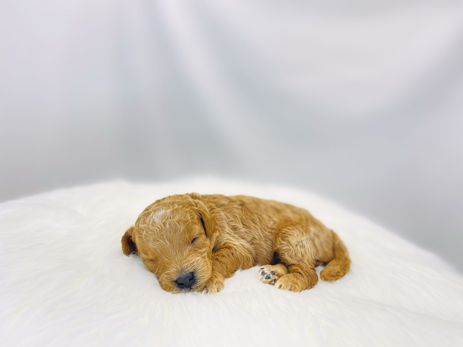 I am just a tiny baby and would love to join your family soon! Of course, you can’t see how cute and curly I will be when I get older, so the Dog Club will send updated photos when I am about 6 to 7 weeks old, if you choose to adopt me. Infant puppy deposits are refundable or transferrable.