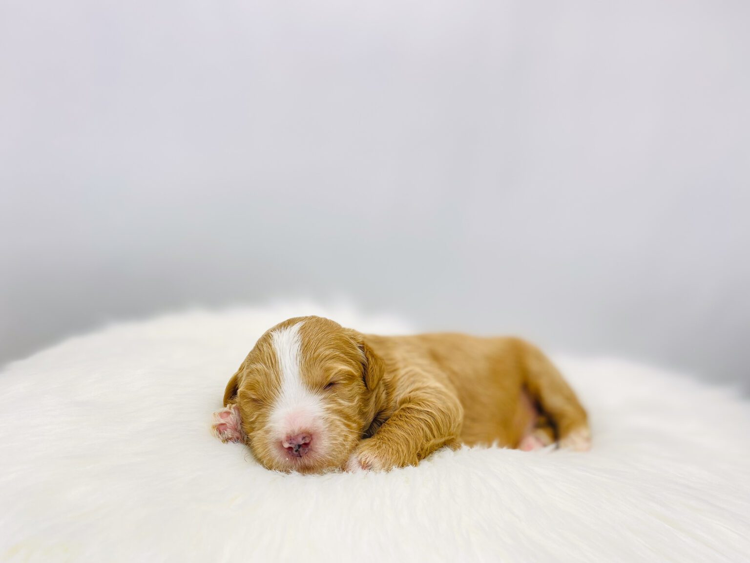I am just a tiny baby and would love to join your family soon! Of course, you can’t see how cute and curly I will be when I get older, so the Dog Club will send updated photos when I am about 6 to 7 weeks old, if you choose to adopt me. Infant puppy deposits are refundable or transferrable.
