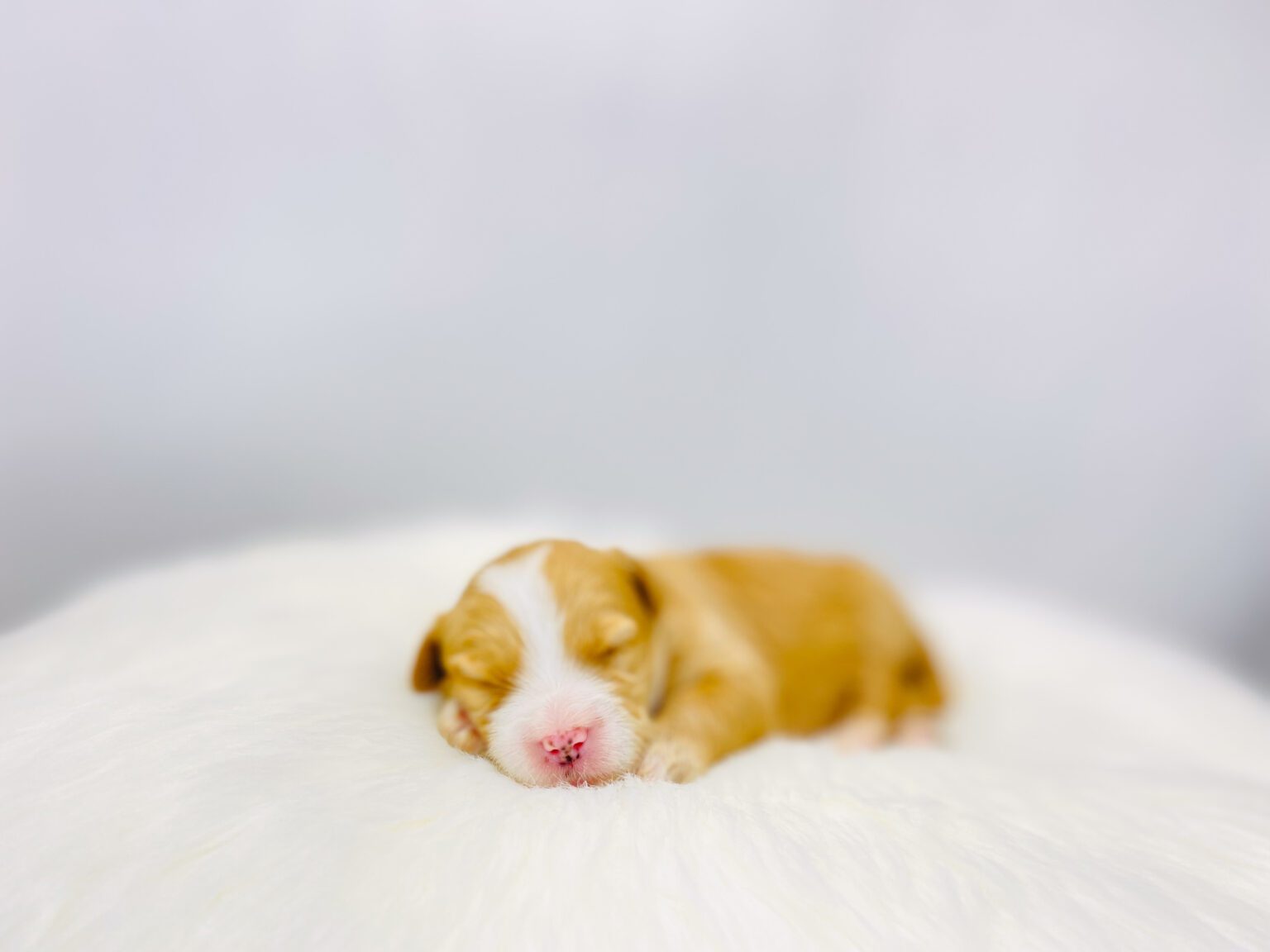 I am just a tiny baby and would love to join your family soon! Of course, you can’t see how cute and curly I will be when I get older, so the Dog Club will send updated photos when I am about 6 to 7 weeks old, if you choose to adopt me. Infant puppy deposits are refundable or transferrable.