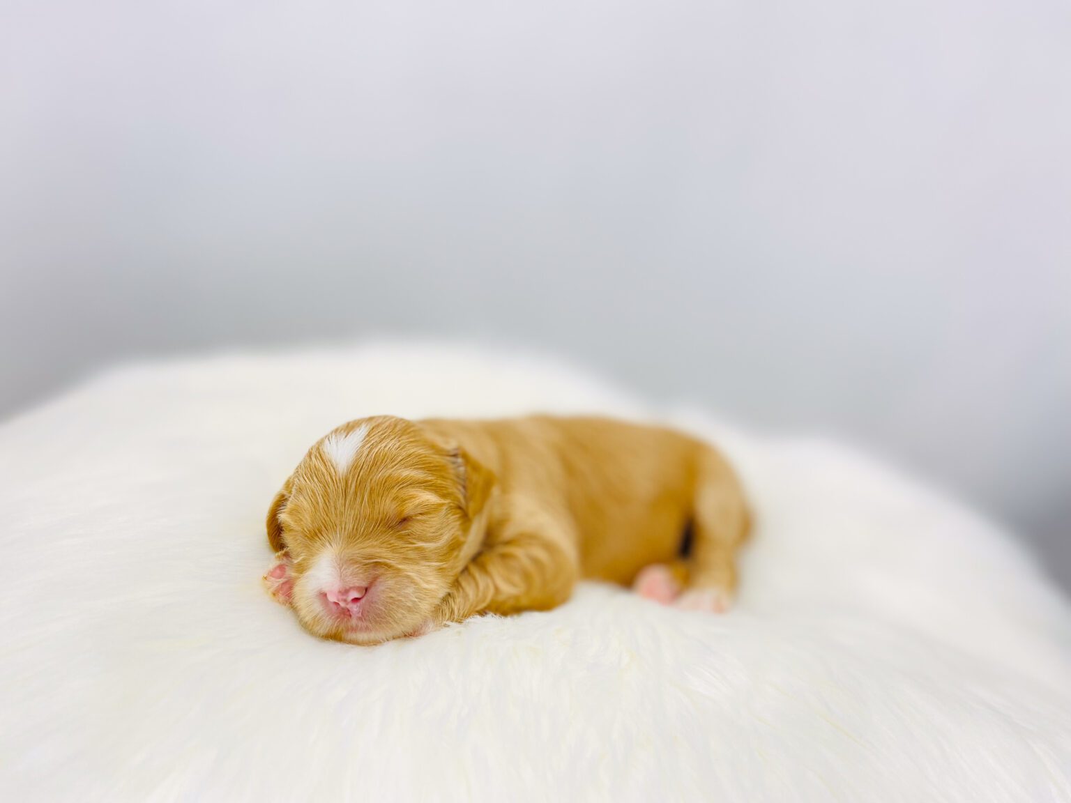 I am just a tiny baby and would love to join your family soon! Of course, you can’t see how cute and curly I will be when I get older, so the Dog Club will send updated photos when I am about 6 to 7 weeks old, if you choose to adopt me. Infant puppy deposits are refundable or transferrable.