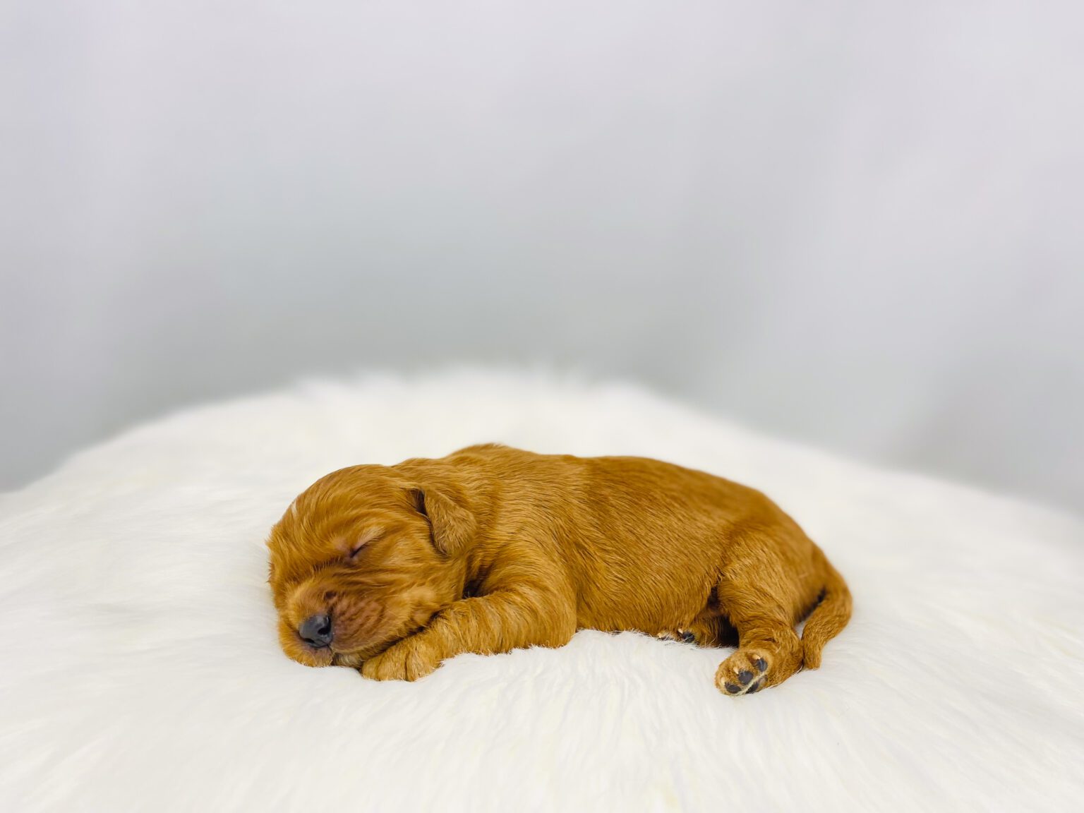 I am just a tiny baby and would love to join your family soon! Of course, you can’t see how cute and curly I will be when I get older, so the Dog Club will send updated photos when I am about 6 to 7 weeks old, if you choose to adopt me. Infant puppy deposits are refundable or transferrable.