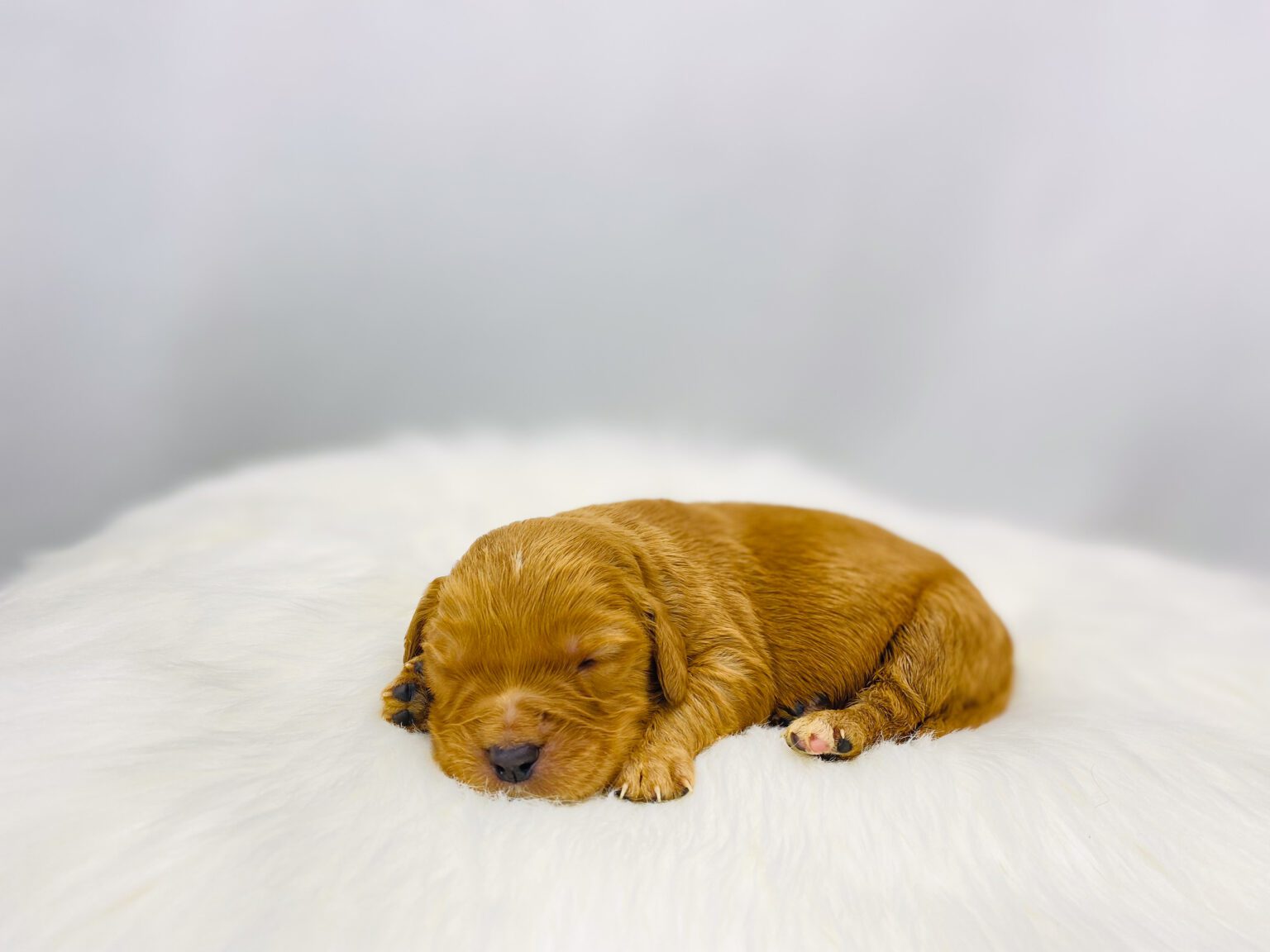 I am just a tiny baby and would love to join your family soon! Of course, you can’t see how cute and curly I will be when I get older, so the Dog Club will send updated photos when I am about 6 to 7 weeks old, if you choose to adopt me. Infant puppy deposits are refundable or transferrable.
