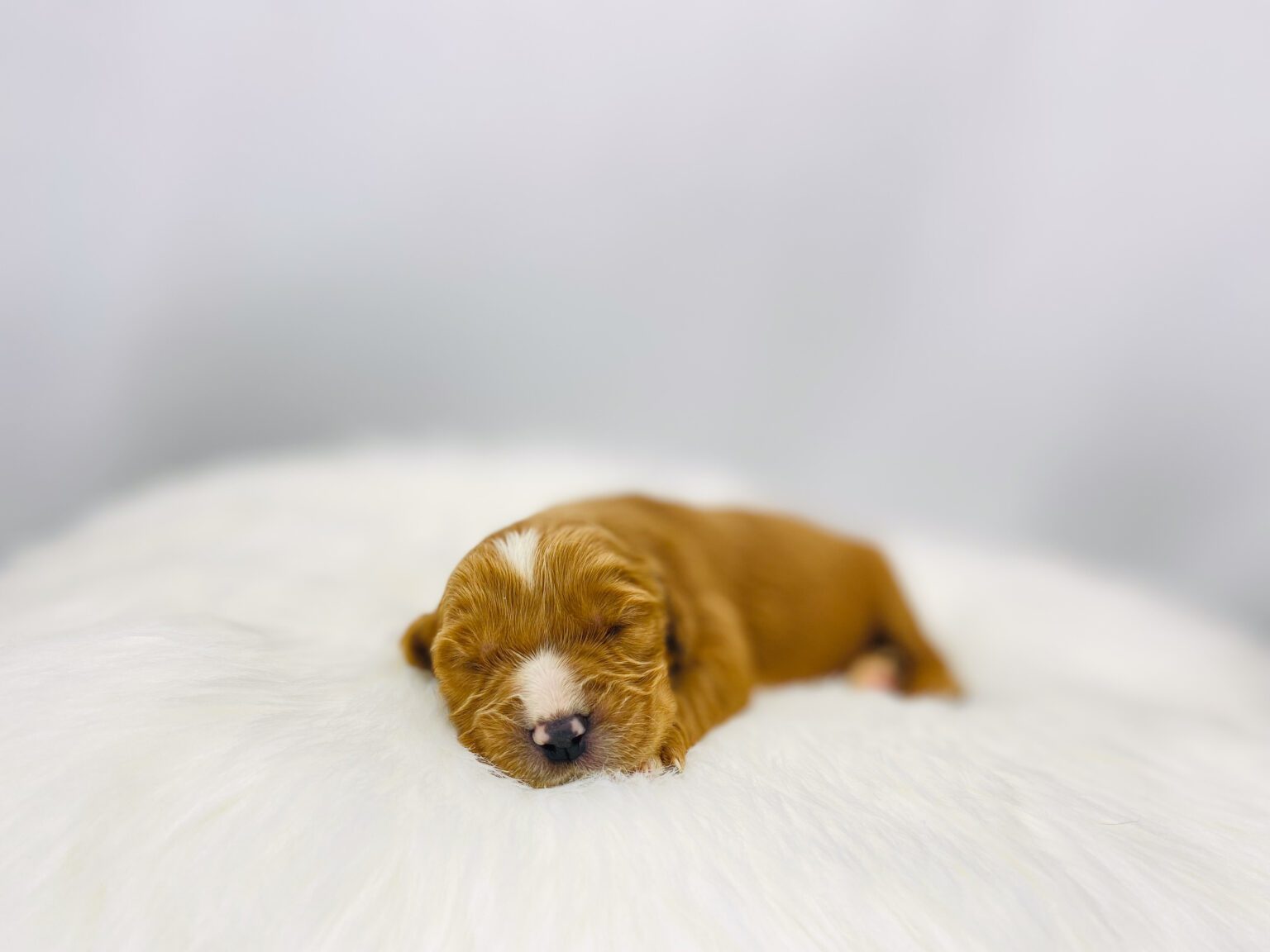 I am just a tiny baby and would love to join your family soon! Of course, you can’t see how cute and curly I will be when I get older, so the Dog Club will send updated photos when I am about 6 to 7 weeks old, if you choose to adopt me. Infant puppy deposits are refundable or transferrable.