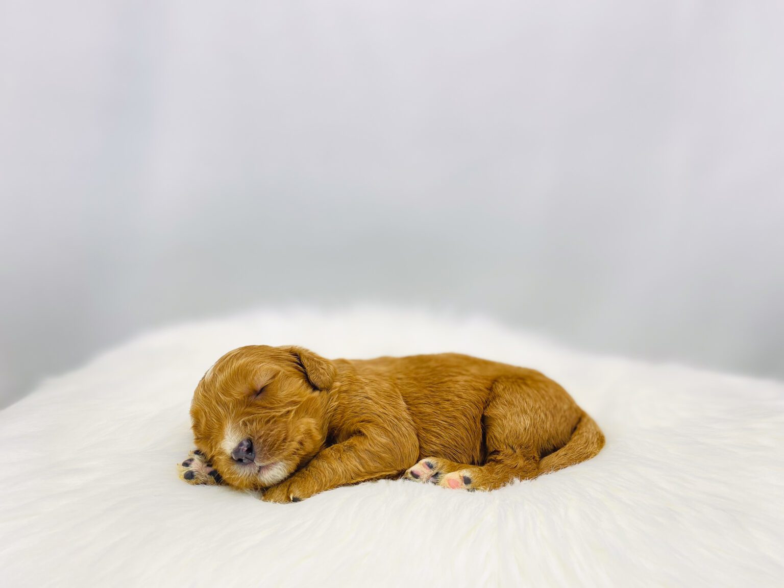 I am just a tiny baby and would love to join your family soon! Of course, you can’t see how cute and curly I will be when I get older, so the Dog Club will send updated photos when I am about 6 to 7 weeks old, if you choose to adopt me. Infant puppy deposits are refundable or transferrable.