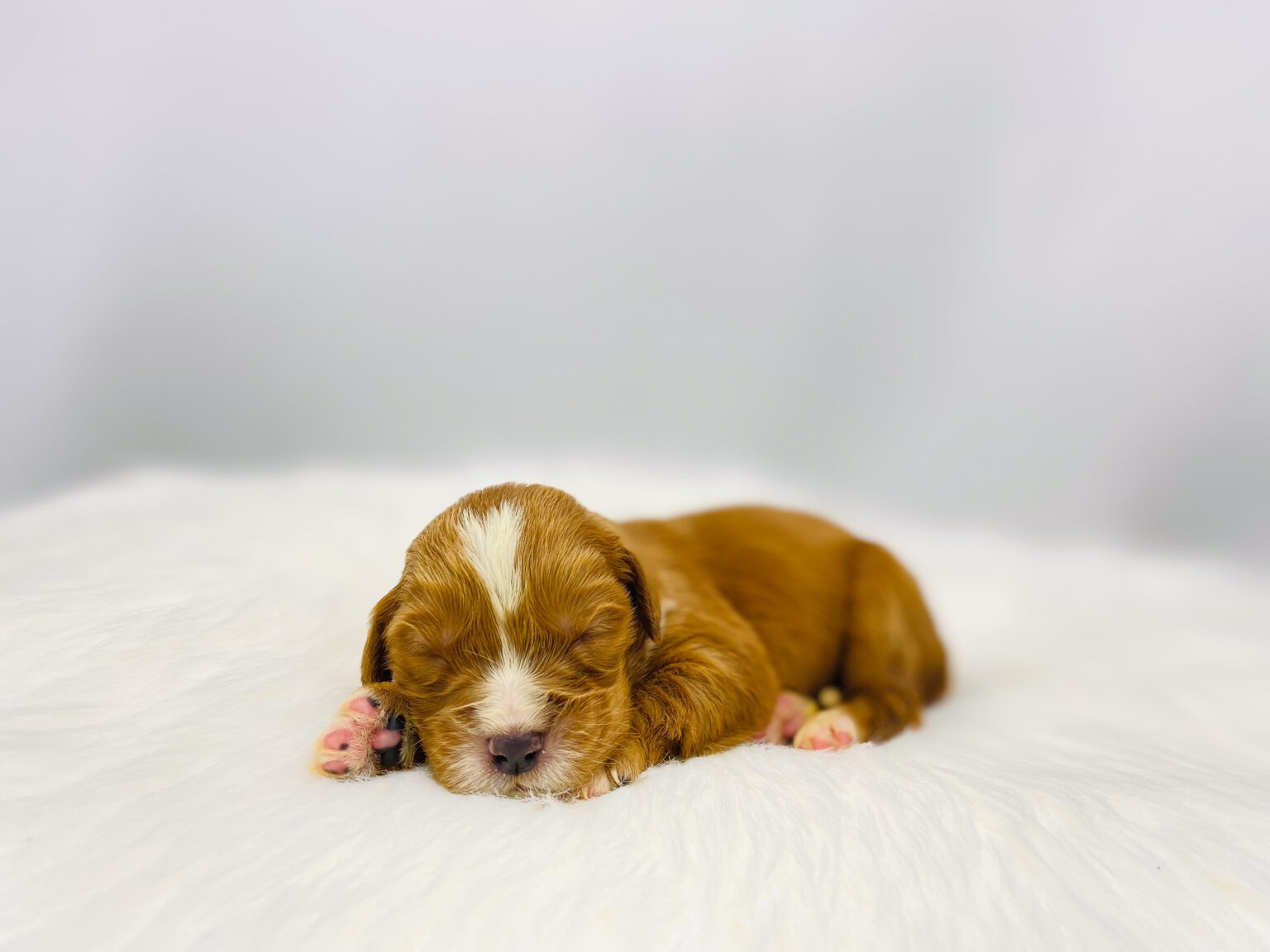I am just a tiny baby and would love to join your family soon! Of course, you can’t see how cute and curly I will be when I get older, so the Dog Club will send updated photos when I am about 6 to 7 weeks old, if you choose to adopt me. Infant puppy deposits are refundable or transferrable.