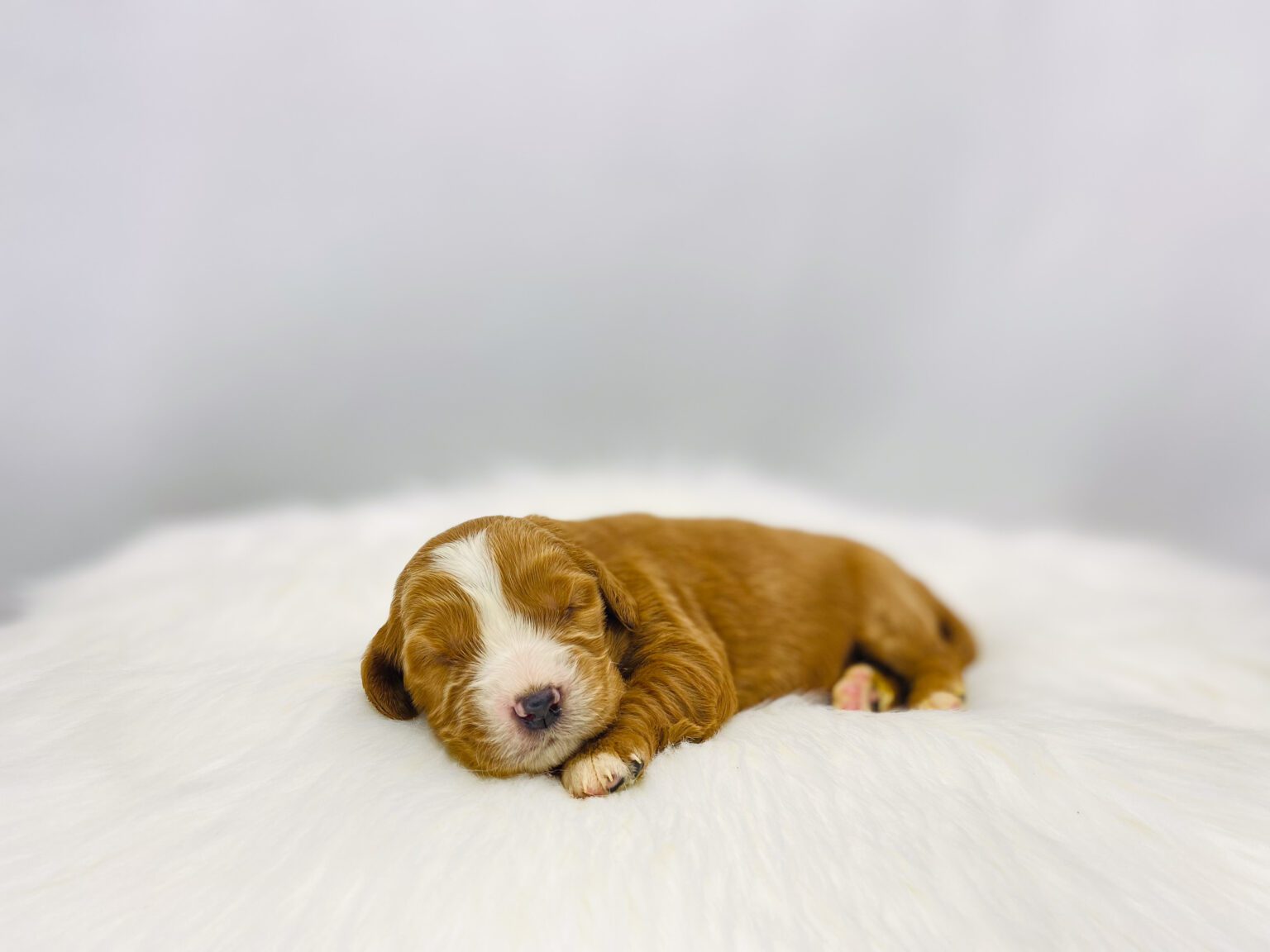 I am just a tiny baby and would love to join your family soon! Of course, you can’t see how cute and curly I will be when I get older, so the Dog Club will send updated photos when I am about 6 to 7 weeks old, if you choose to adopt me. Infant puppy deposits are refundable or transferrable.