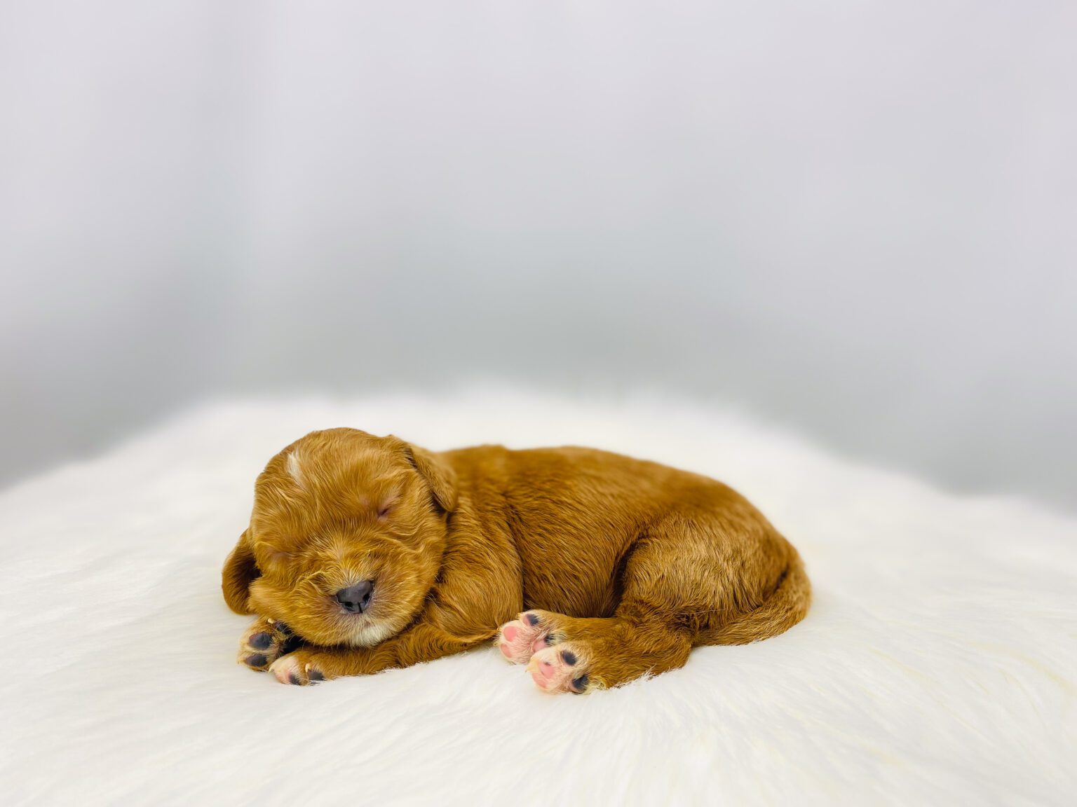 I am just a tiny baby and would love to join your family soon! Of course, you can’t see how cute and curly I will be when I get older, so the Dog Club will send updated photos when I am about 6 to 7 weeks old, if you choose to adopt me. Infant puppy deposits are refundable or transferrable.