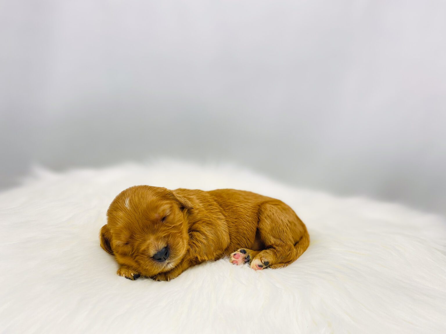 I am just a tiny baby and would love to join your family soon! Of course, you can’t see how cute and curly I will be when I get older, so the Dog Club will send updated photos when I am about 6 to 7 weeks old, if you choose to adopt me. Infant puppy deposits are refundable or transferrable.