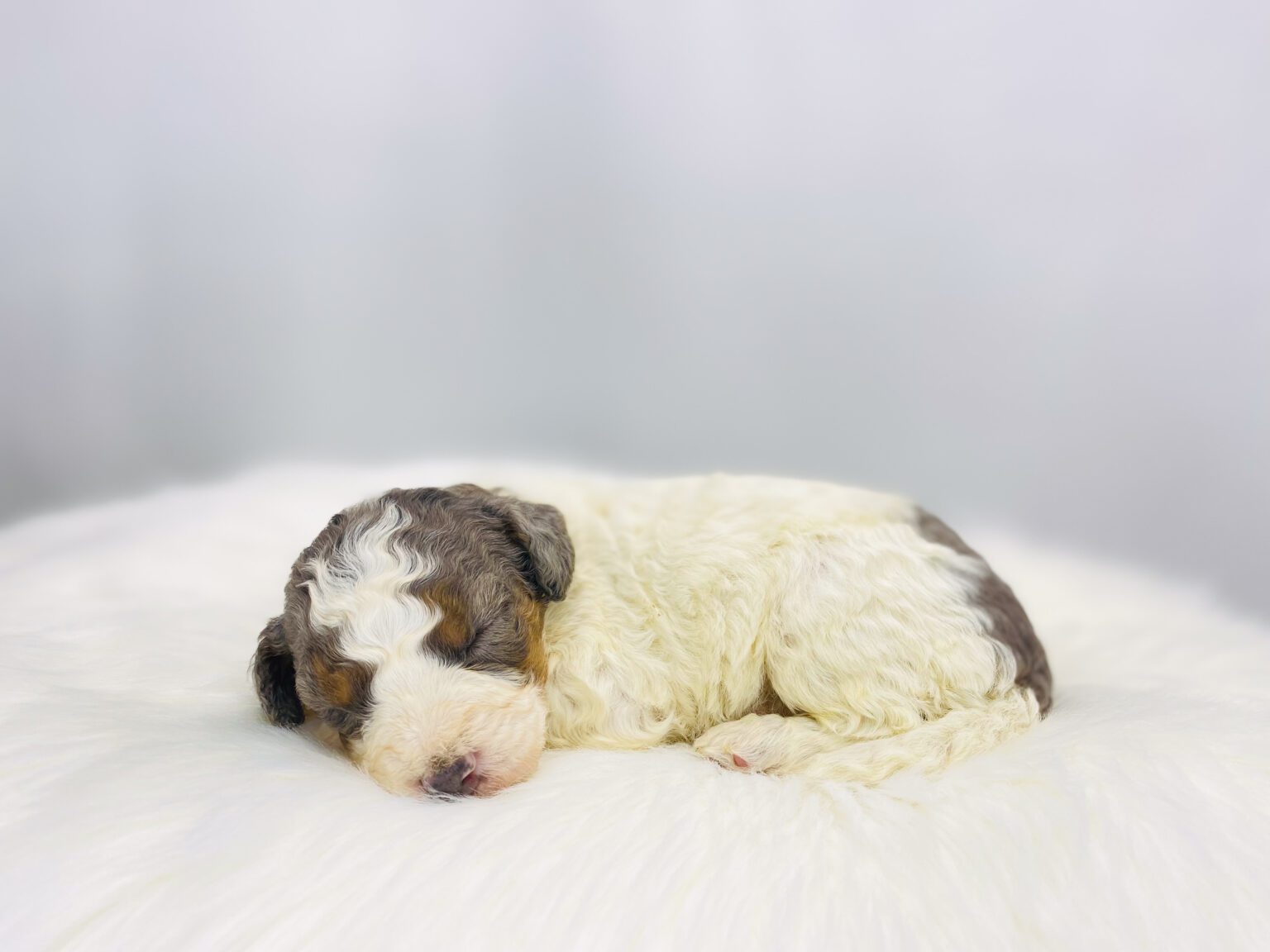 I am just a tiny baby and would love to join your family soon! Of course, you can’t see how cute and curly I will be when I get older, so the Dog Club will send updated photos when I am about 6 to 7 weeks old, if you choose to adopt me. Infant puppy deposits are refundable or transferrable.