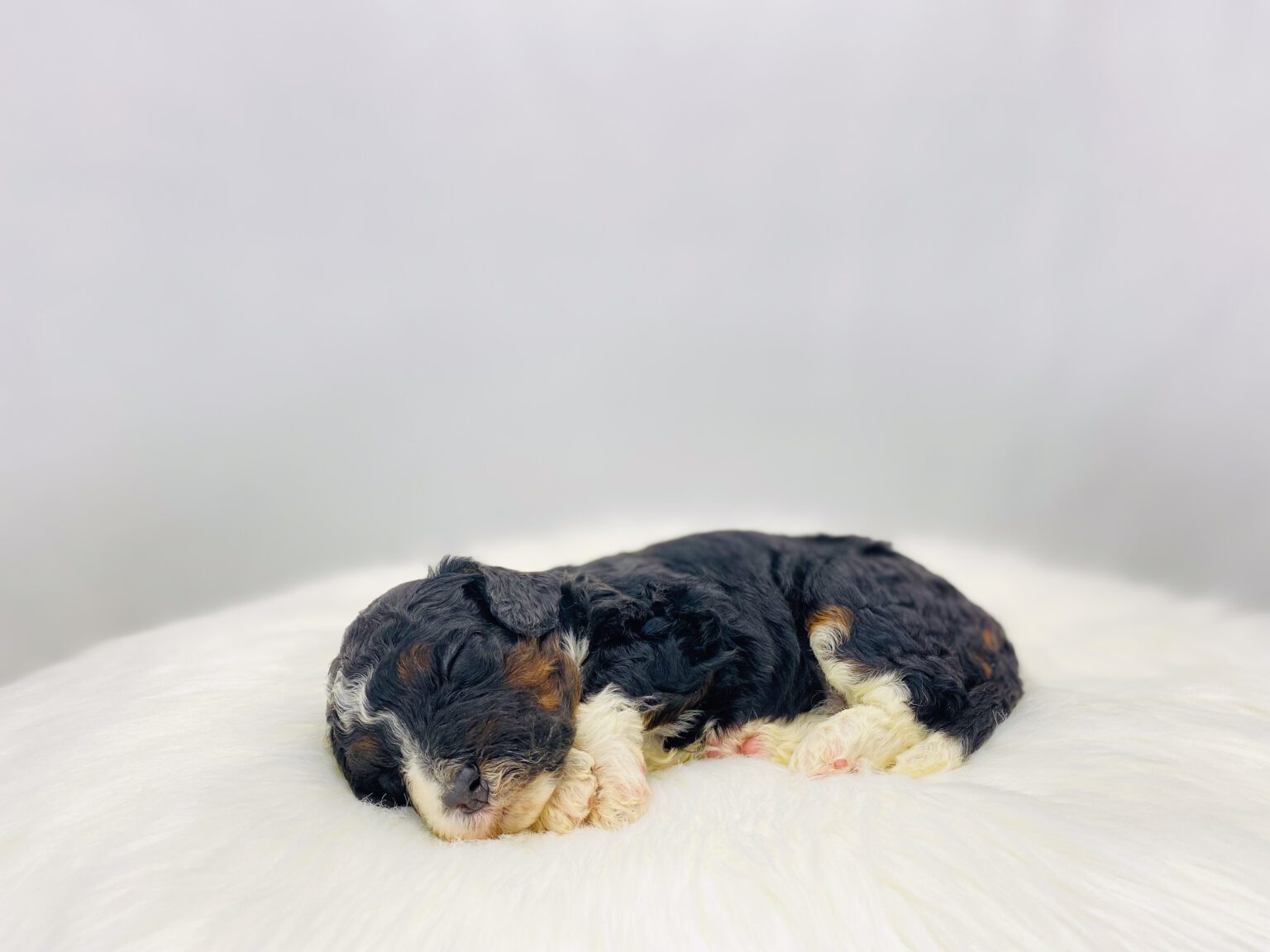 I am just a tiny baby and would love to join your family soon! Of course, you can’t see how cute and curly I will be when I get older, so the Dog Club will send updated photos when I am about 6 to 7 weeks old, if you choose to adopt me. Infant puppy deposits are refundable or transferrable.