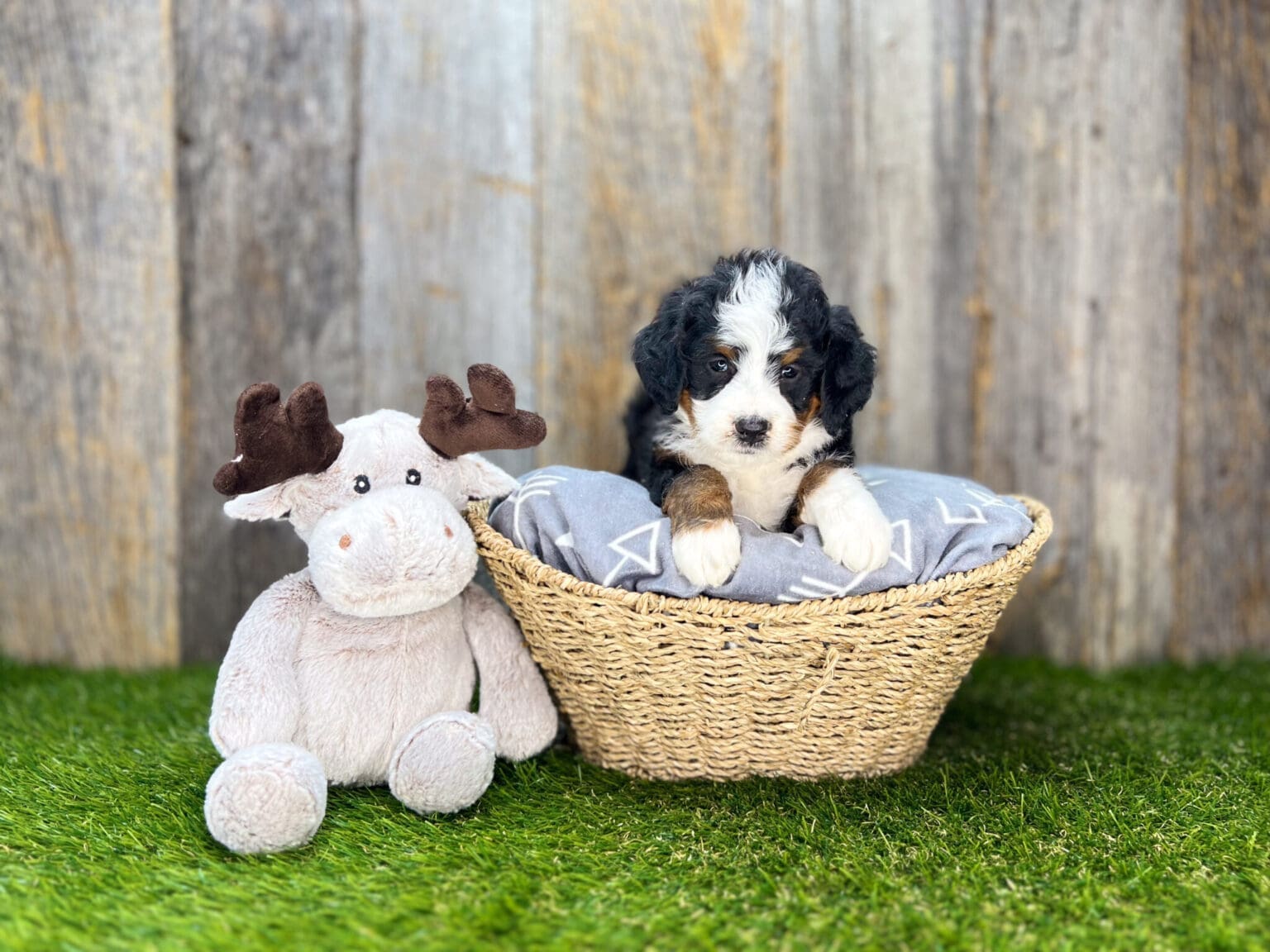 I am just a tiny baby and would love to join your family soon! Of course, you can’t see how cute and curly I will be when I get older, so the Dog Club will send updated photos when I am about 6 to 7 weeks old, if you choose to adopt me. Infant puppy deposits are refundable or transferrable.