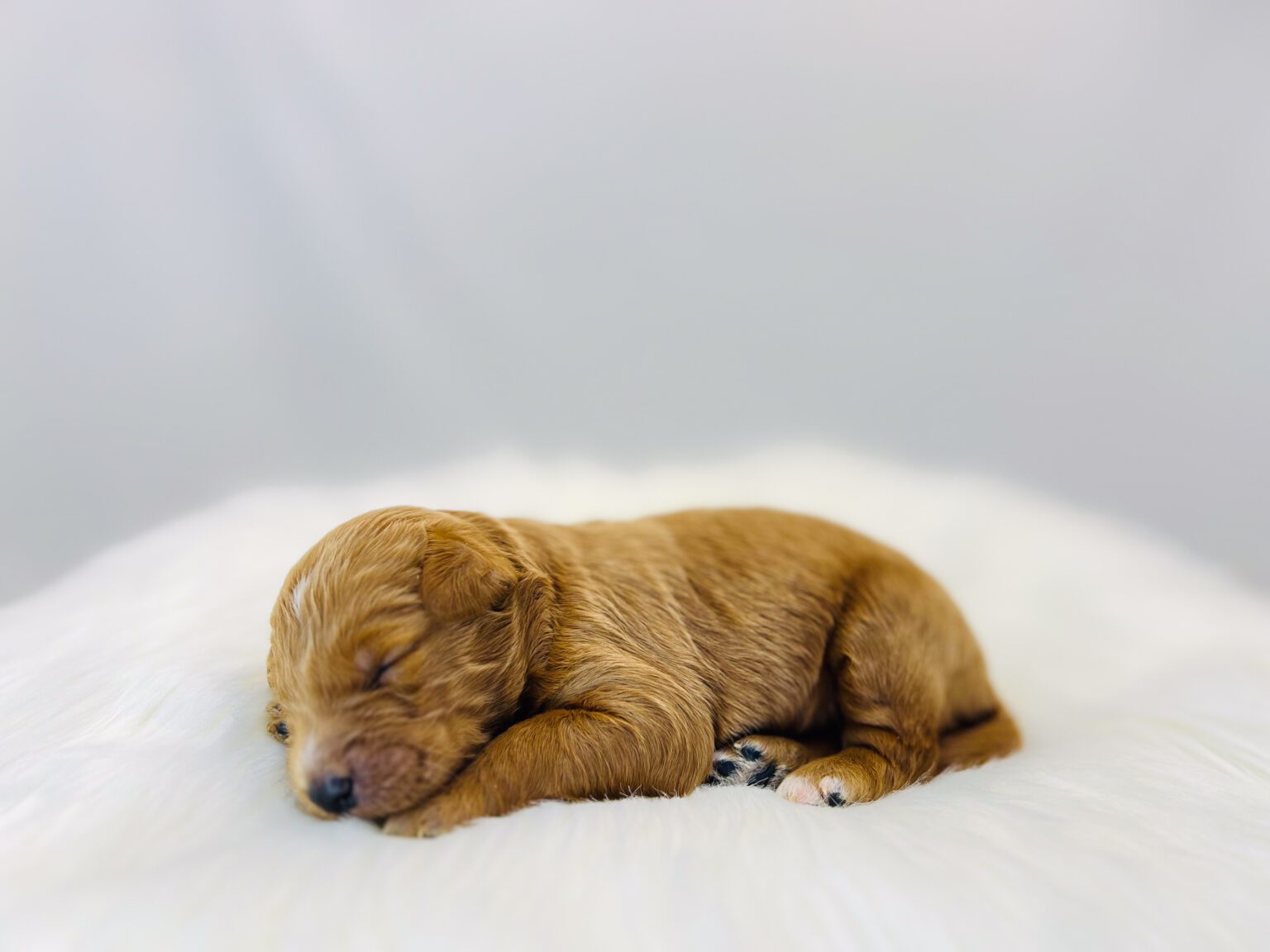 I am just a tiny baby and would love to join your family soon! Of course, you can’t see how cute and curly I will be when I get older, so the Dog Club will send updated photos when I am about 6 to 7 weeks old, if you choose to adopt me. Infant puppy deposits are refundable or transferrable.