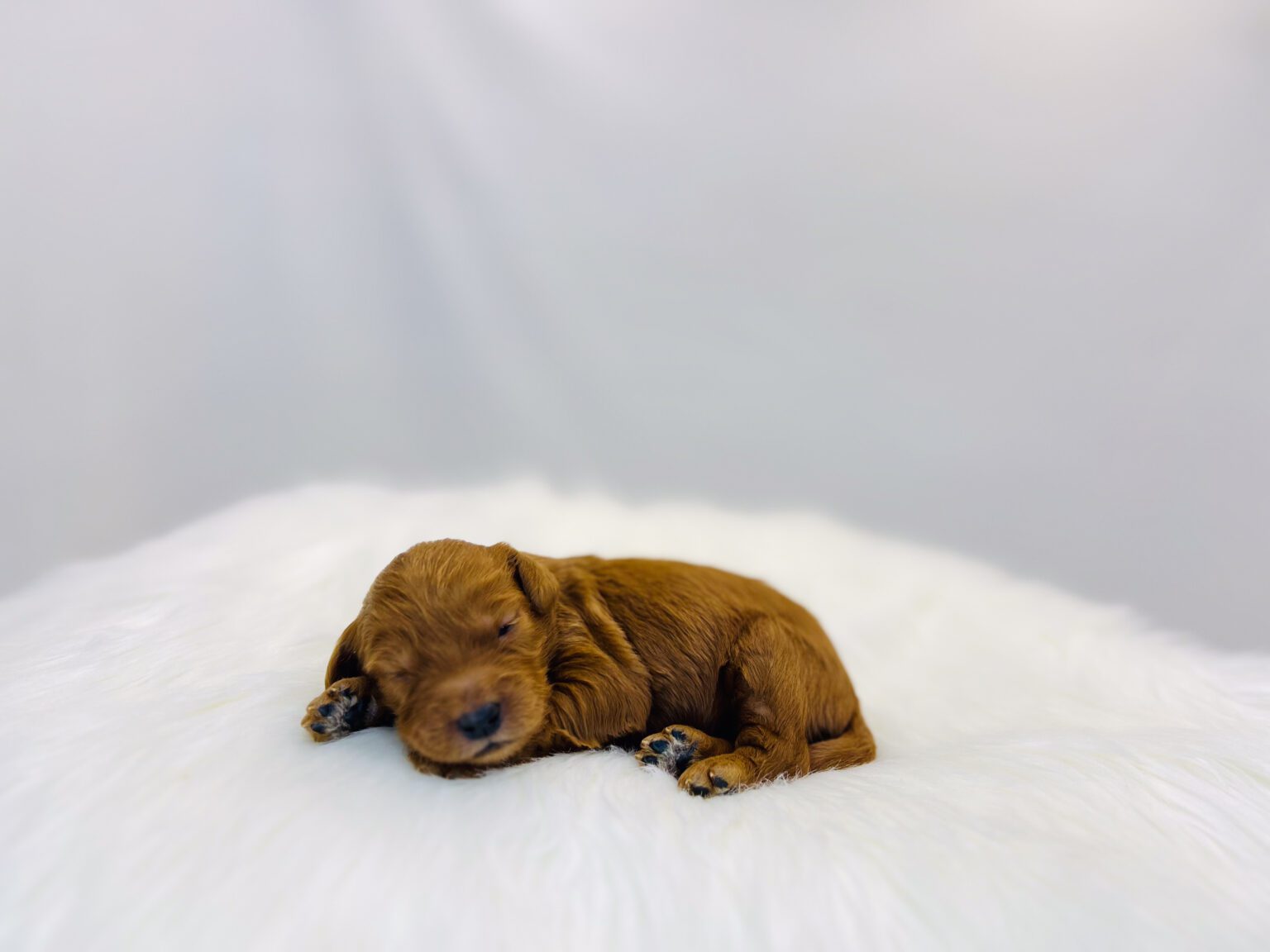 I am just a tiny baby and would love to join your family soon! Of course, you can’t see how cute and curly I will be when I get older, so the Dog Club will send updated photos when I am about 6 to 7 weeks old, if you choose to adopt me. Infant puppy deposits are refundable or transferrable.