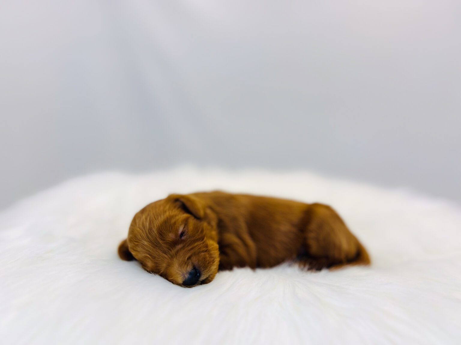 I am just a tiny baby and would love to join your family soon! Of course, you can’t see how cute and curly I will be when I get older, so the Dog Club will send updated photos when I am about 6 to 7 weeks old, if you choose to adopt me. Infant puppy deposits are refundable or transferrable.